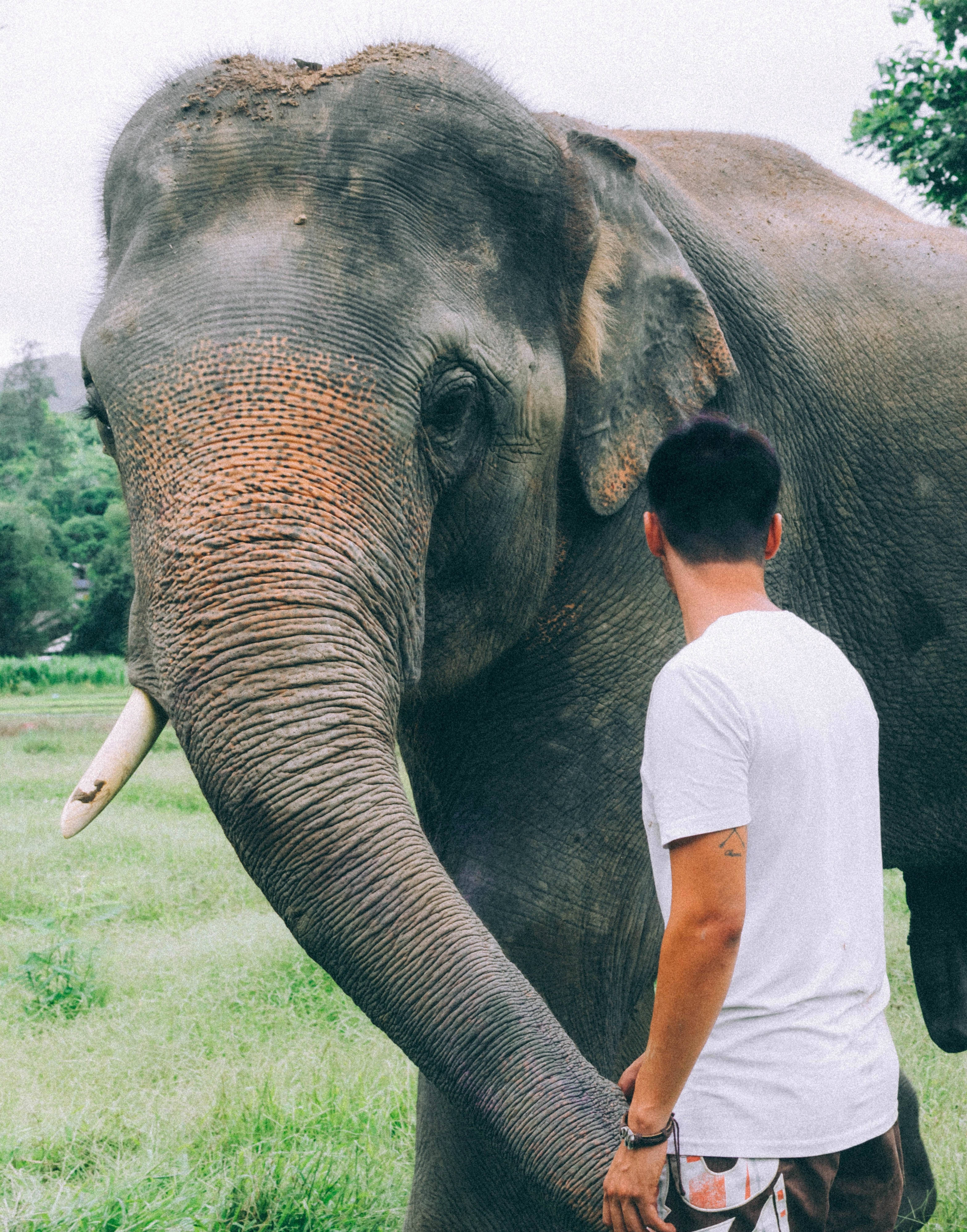 Elephant iPhone 桌布 壁紙 — 一名身穿白襯衫的男子在翠綠的田野中，輕輕地握住一頭大象的象鼻，大象的臉部紋理分明，長有小象牙。