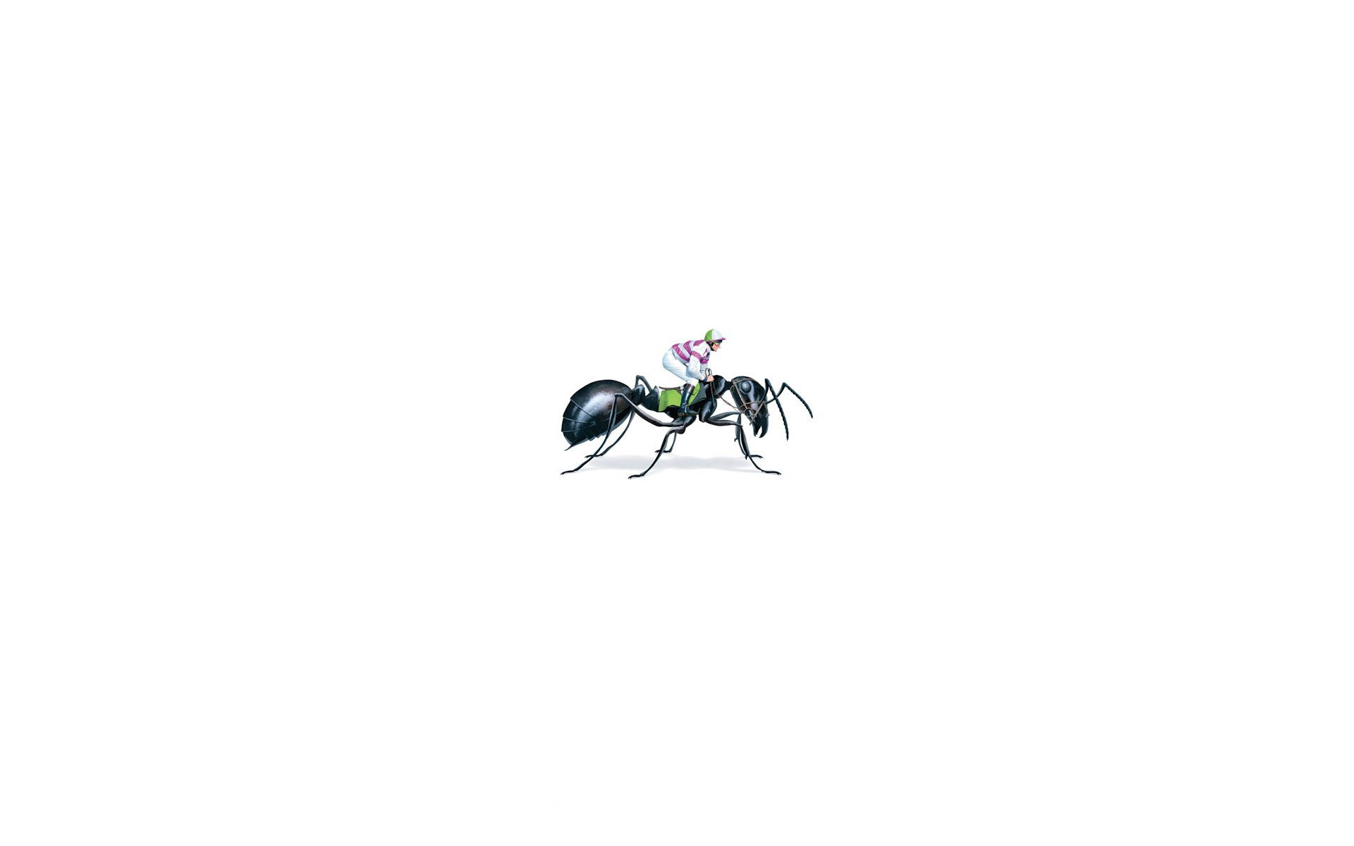 ant 桌布 壁紙 — 一名身穿色彩繽紛裝備的騎師，騎著一隻大黑蟻，背景是純白色。
