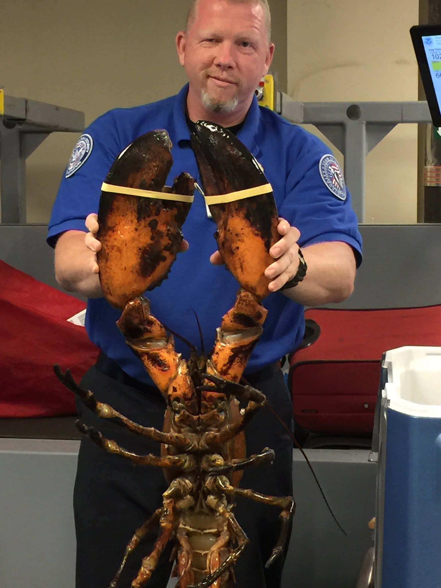 Lobster 桌布 壁紙 — 一名身穿藍色制服的男人舉起一隻煮熟的大龍蝦，龍蝦鉗上綁著橡皮筋。