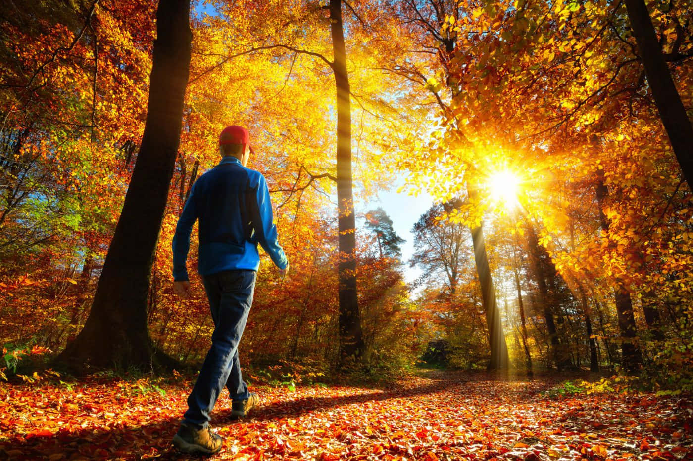 Fall Hikes 桌布 壁紙 — 一名身穿藍色外套的人走過陽光普照的秋日森林，金色落葉鋪滿小徑。