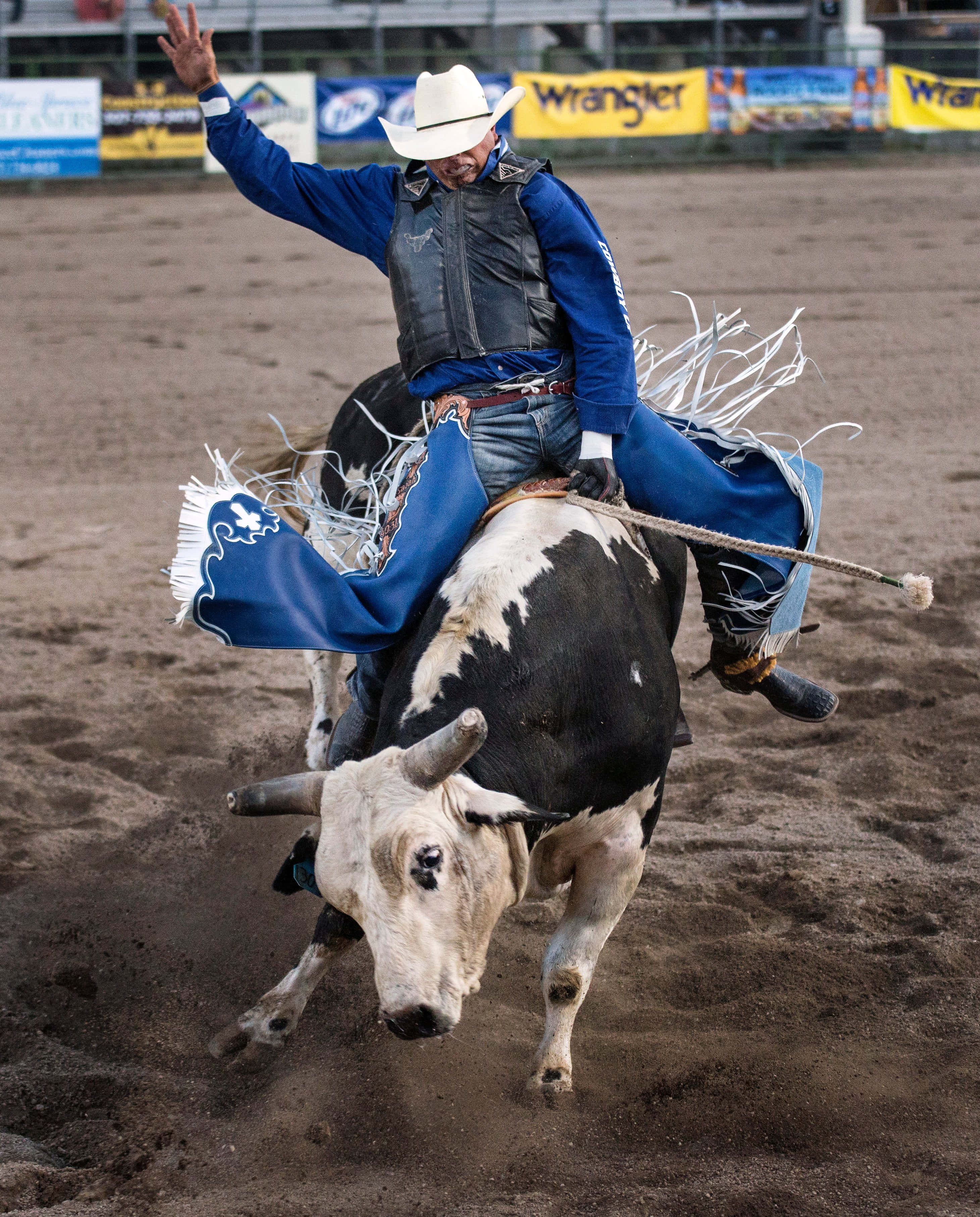 Bull Riding 桌布 壁紙 — 一名身穿藍色皮套褲、戴白色帽子的騎牛士，在塵土飛揚的牛仔競技場中緊緊抓住一頭黑白相間、正在尥蹶子的公牛。