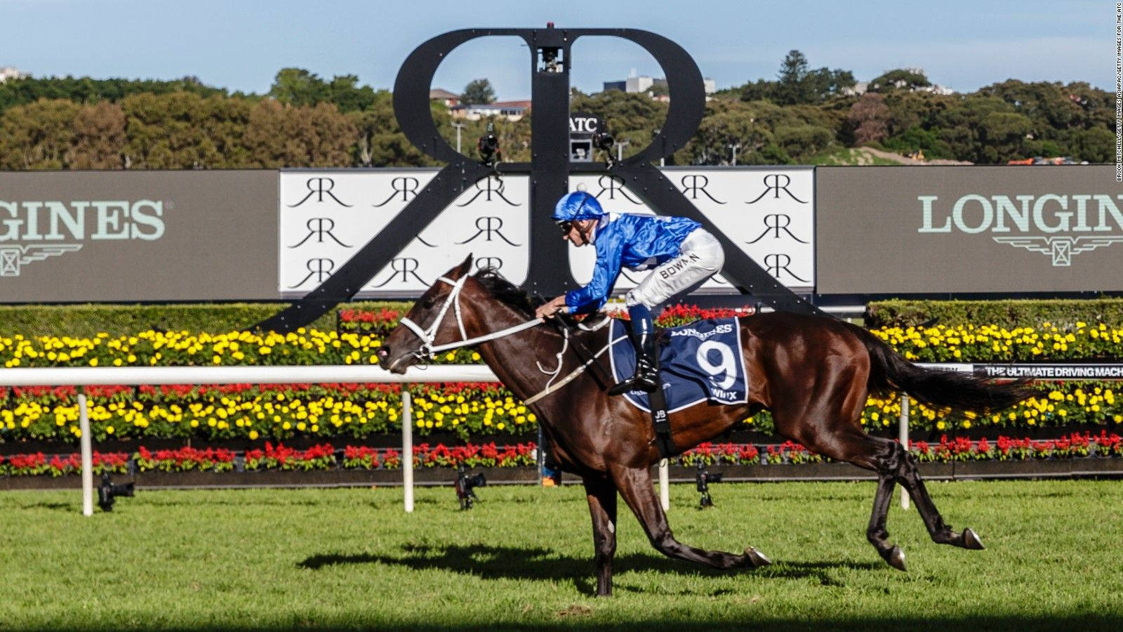 Horse Racing 桌布 壁紙 — 一名身穿藍色衣服的騎師向前傾身，他的深棕色賽馬在晴朗的藍天下，沿著一條充滿活力的綠色賽道強力奔馳，賽道兩旁有色彩繽紛的花朵和帶有品牌的障礙物。