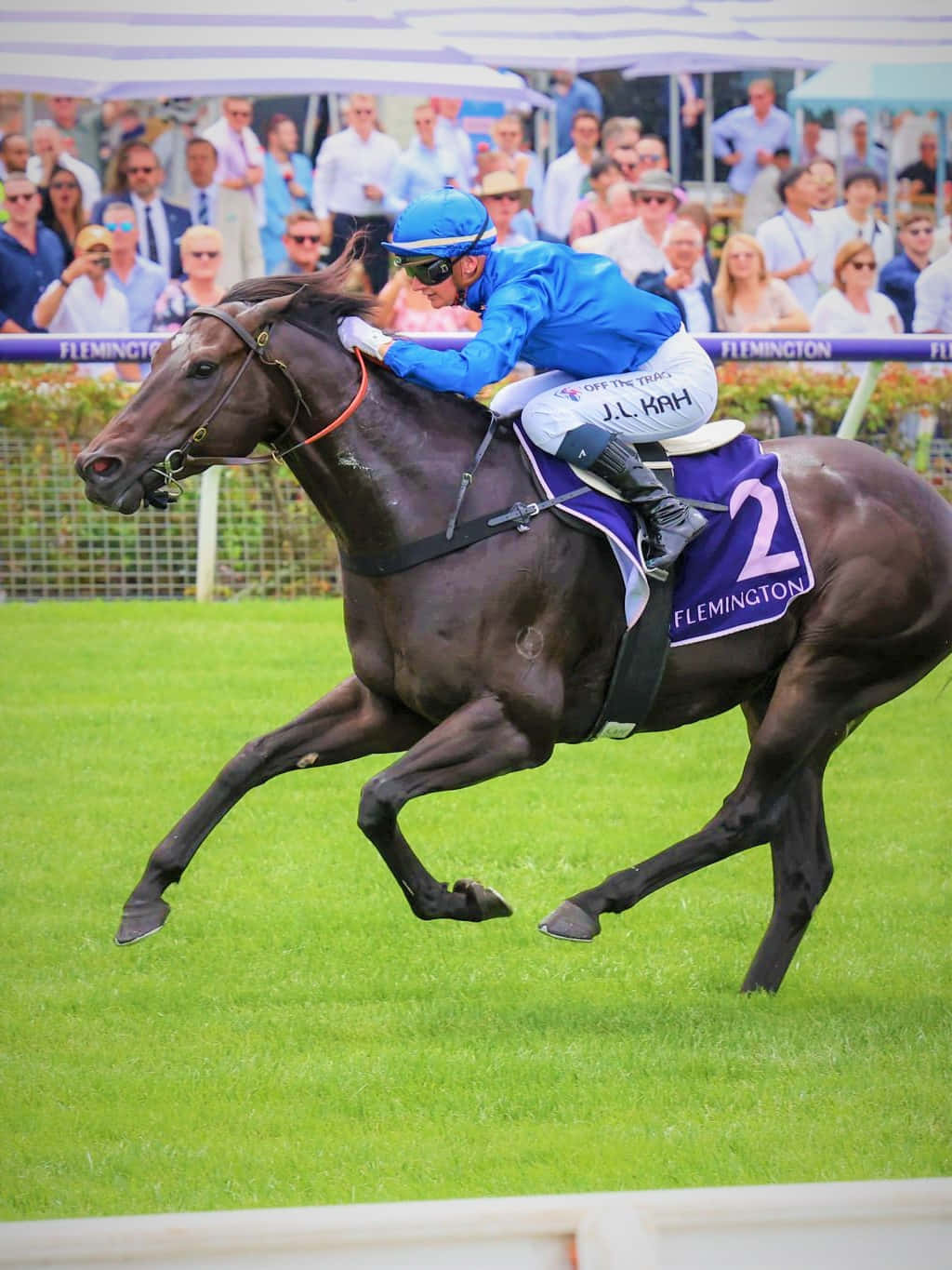 Jamie Kah 桌布 壁紙 — 一名身穿藍色衣服的騎師在彎道上俯身騎著一匹深色馬匹，在充滿活力的綠色草地賽道上奔馳，背景有觀眾。