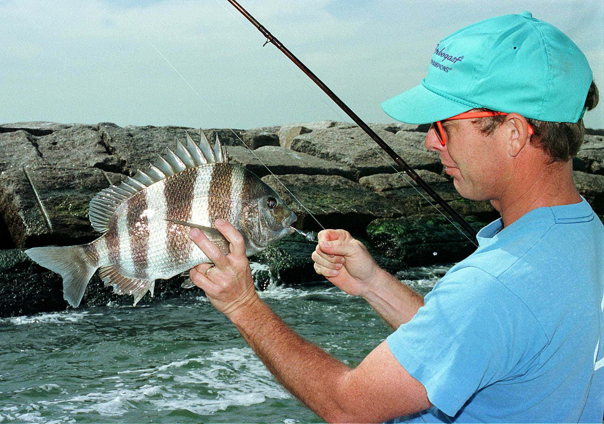Sheepshead Fish 桌布 壁紙 — 一名身穿藍色襯衫、戴著青綠色帽子的男子，拿著他剛從岩石碼頭釣到的條紋魚。
