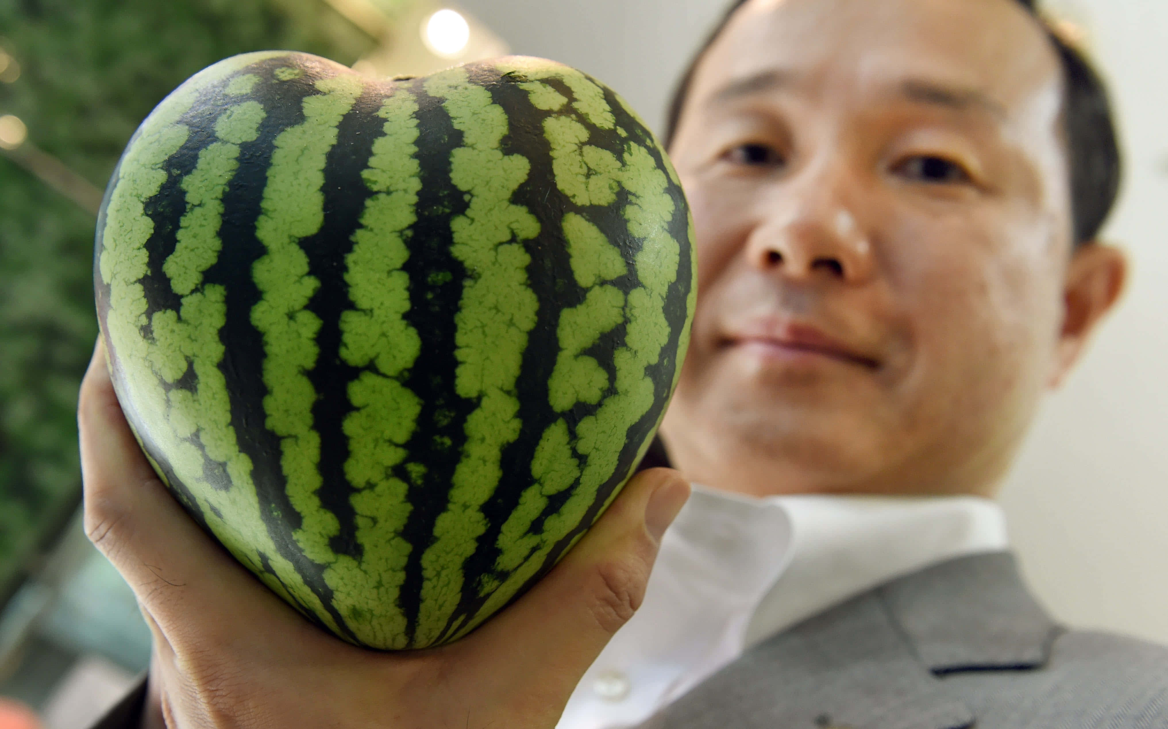 Fruit 桌布 壁紙 — 一名身穿西裝的男子手持一個帶有綠色和黑色條紋的心形西瓜，背景是柔和模糊的室內環境。