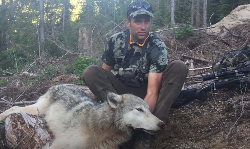 Hunting Wolves 桌布 壁紙 — 一名身穿迷彩服的獵人坐在森林中一頭死狼旁邊，周圍有倒下的圓木和樹木。