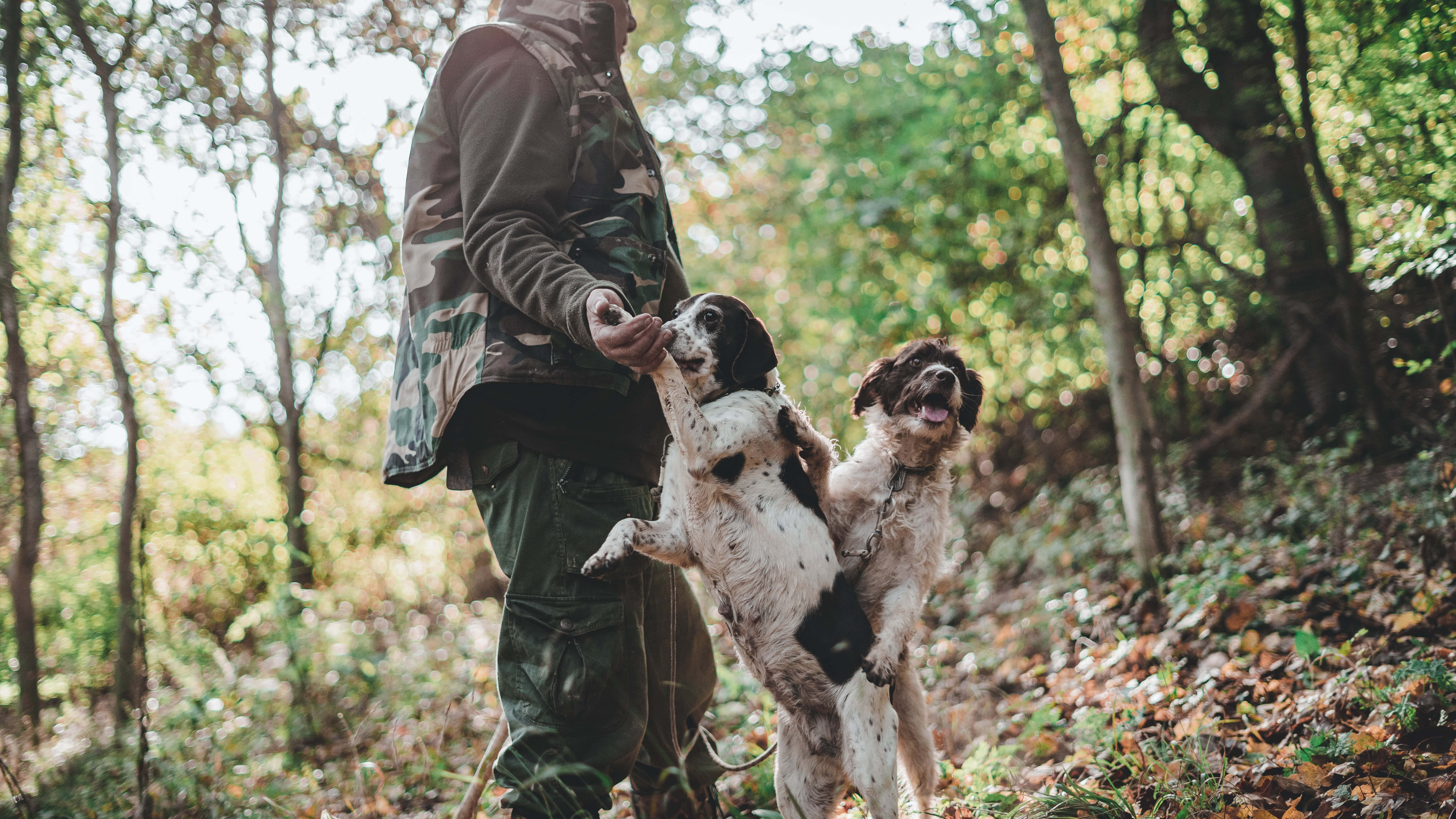 Dogs 桌布 壁紙 — 一名身穿迷彩服的獵人站在陽光明媚的森林中，兩隻熱切的西班牙獵犬跳起來接住他手中的零食。