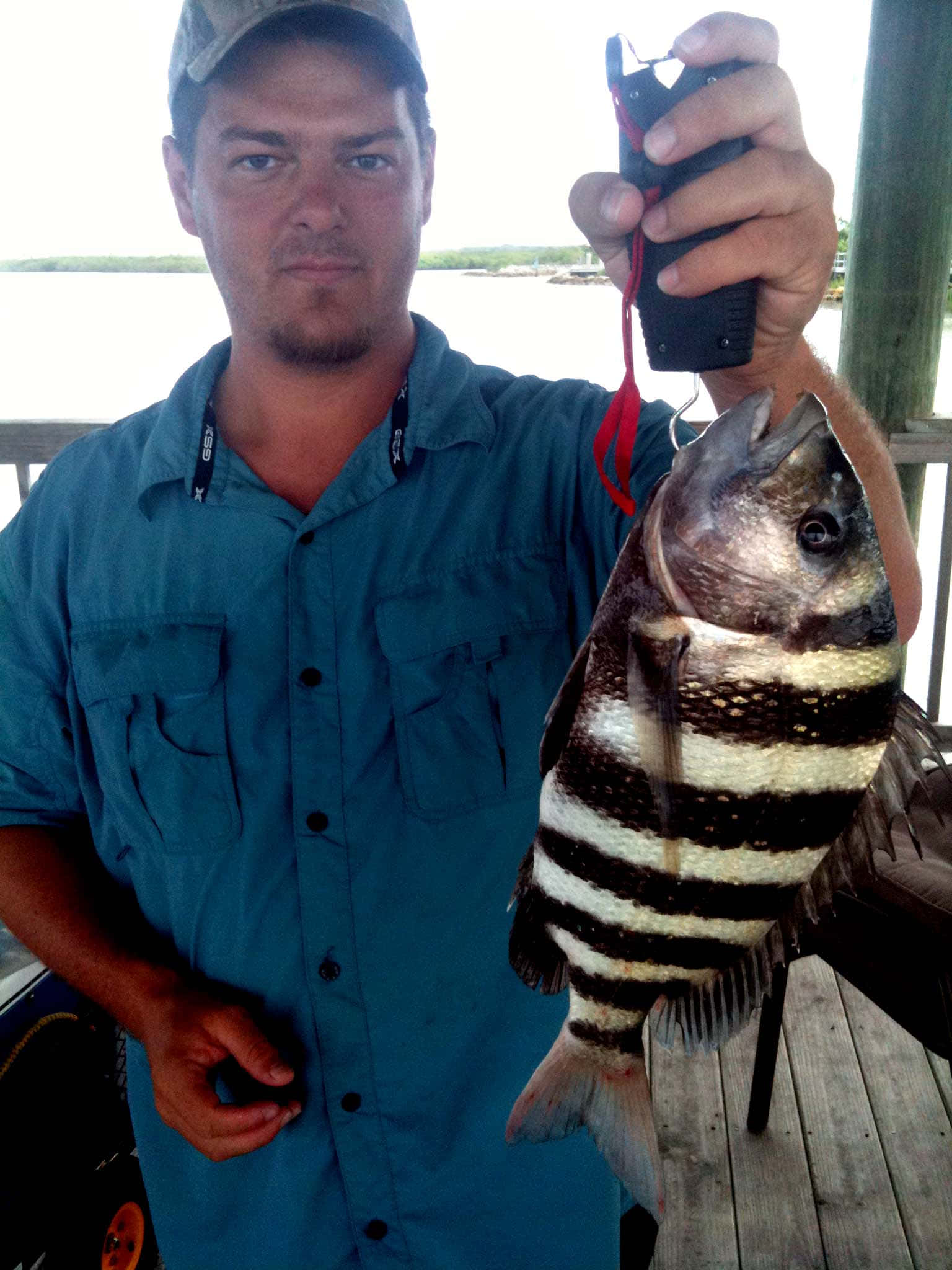Sheepshead Fish 桌布 壁紙 — 一名身穿青綠色襯衫的男子在碼頭上自豪地抱著一條大型條紋魚，背景有水和樹木。