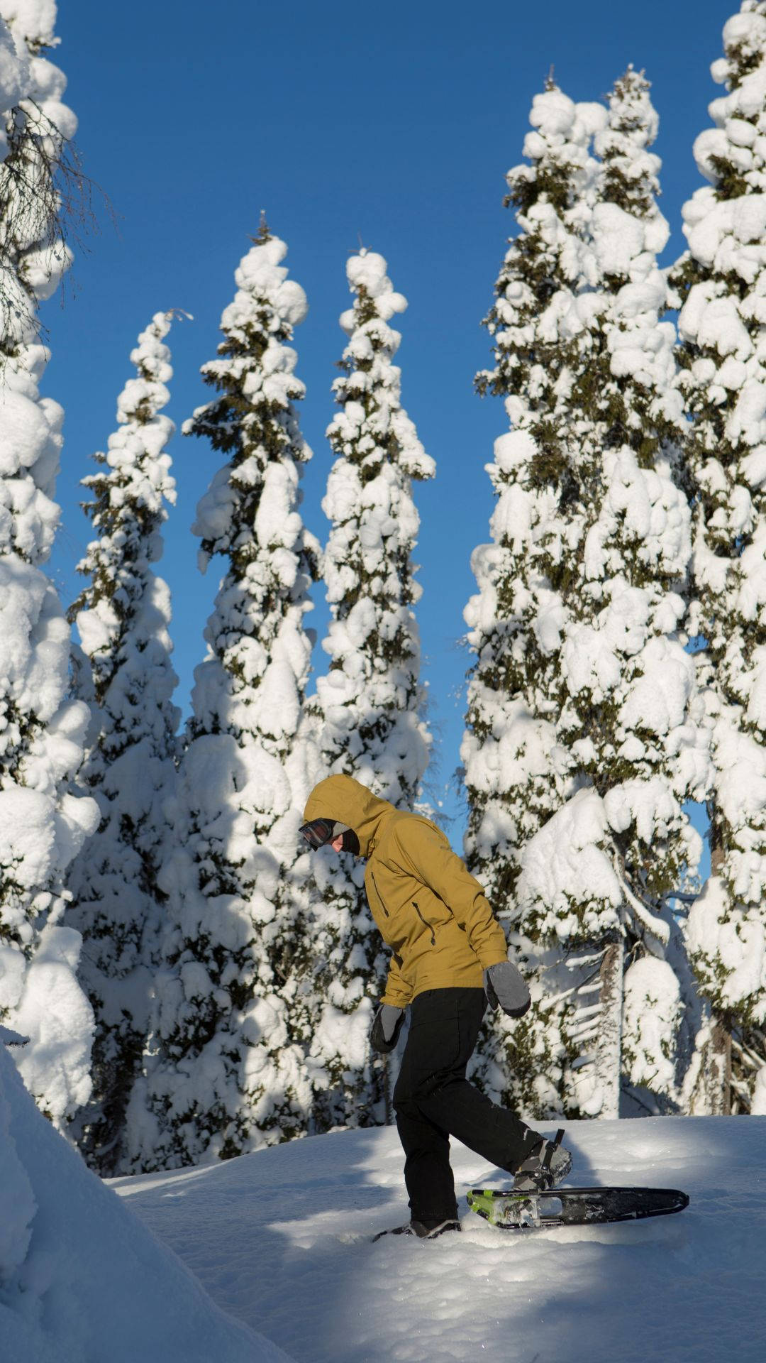 雪 桌布 壁紙 — 一名身穿黃色外套的滑雪板運動員在晴朗的藍天下穿過白雪覆蓋的森林。
