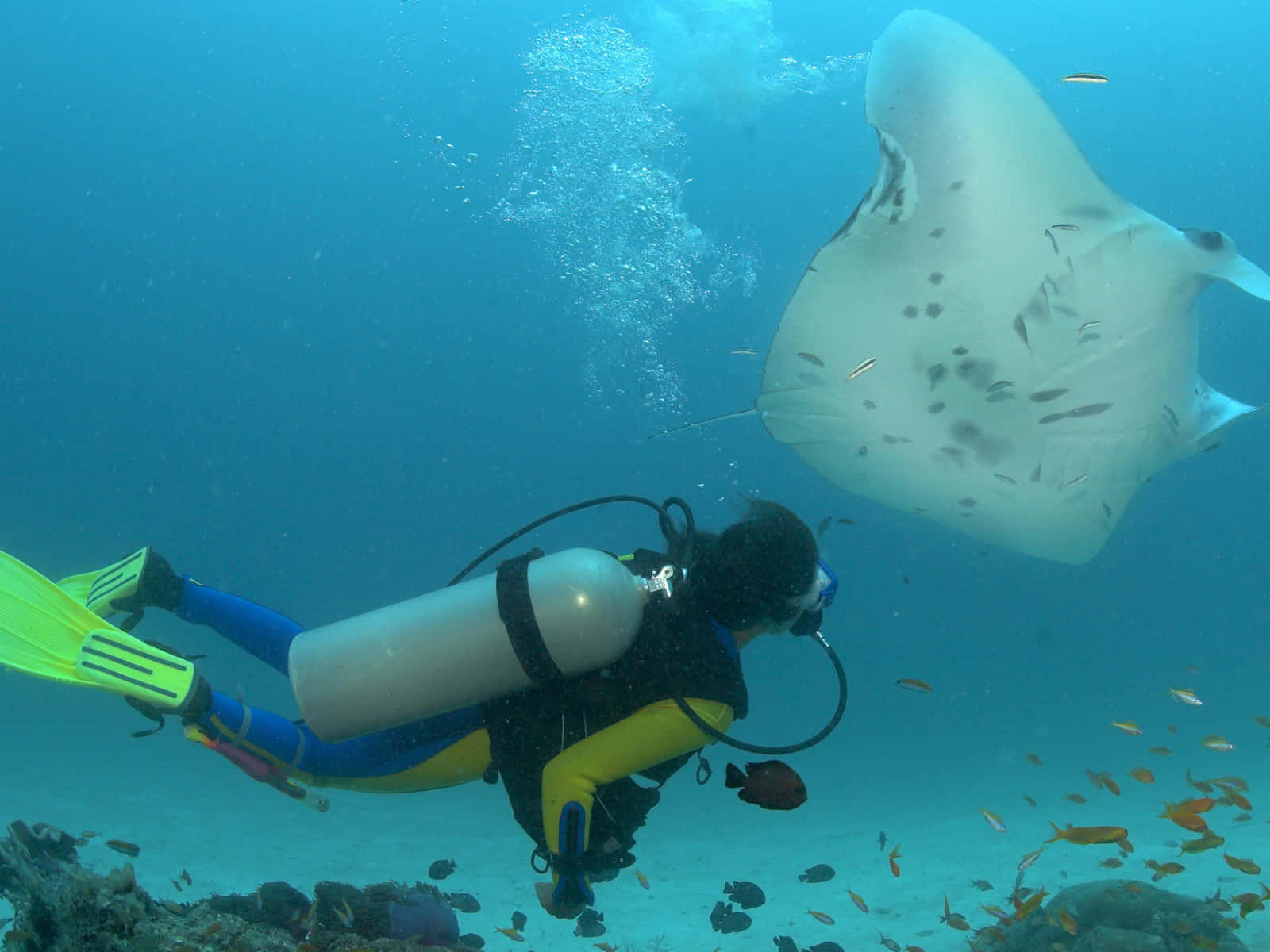 diving 桌布 壁紙 — 一名身穿黃色裝備的水肺潛水員在一條大型斑點鷹魟旁邊平靜地游過，下方是充滿小魚的珊瑚礁。
