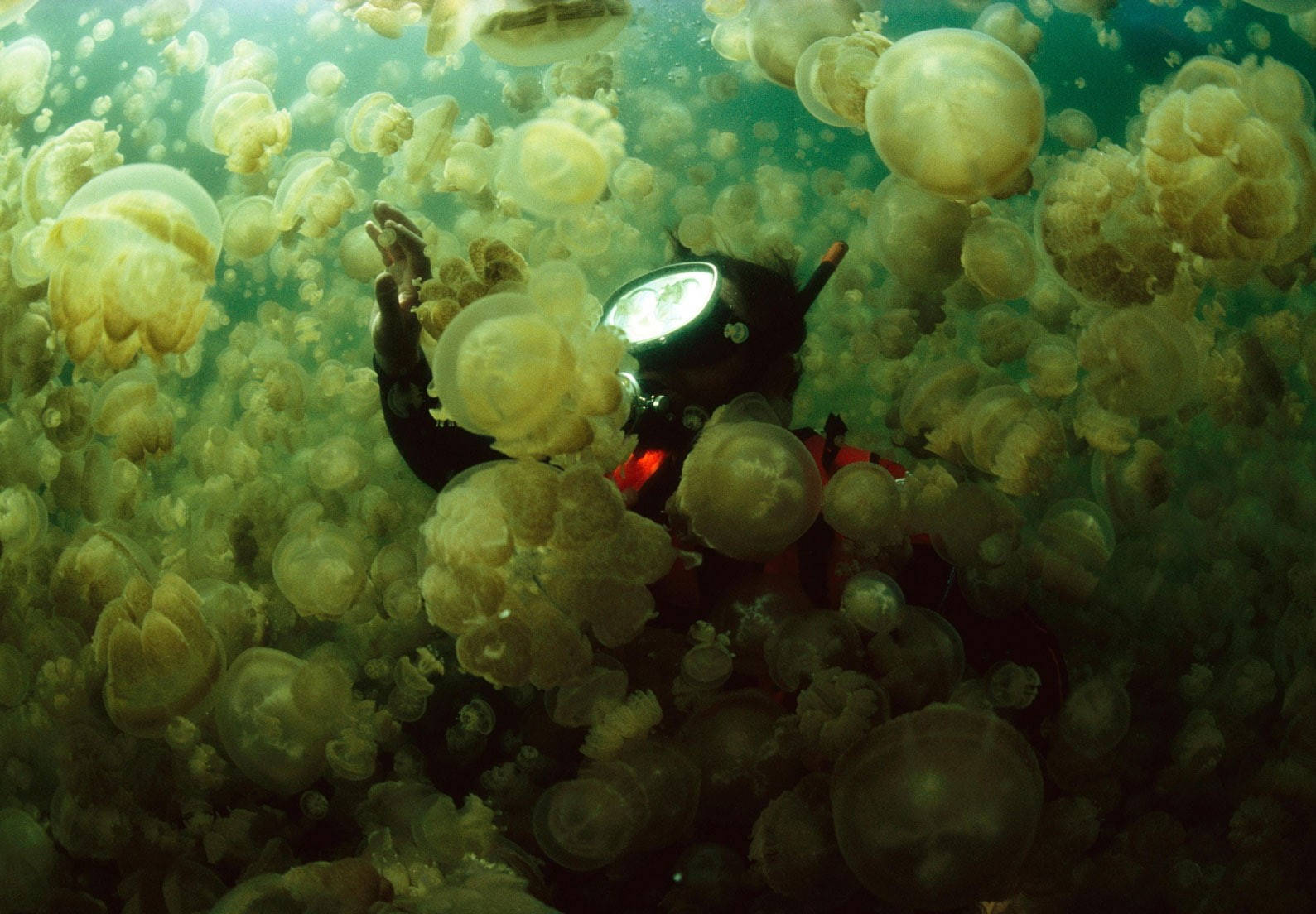 diving 桌布 壁紙 — 一名身穿黑色潛水衣、頭戴明亮頭燈的潛水員，在渾濁的綠色海水中游過密集的半透明金色水母群。