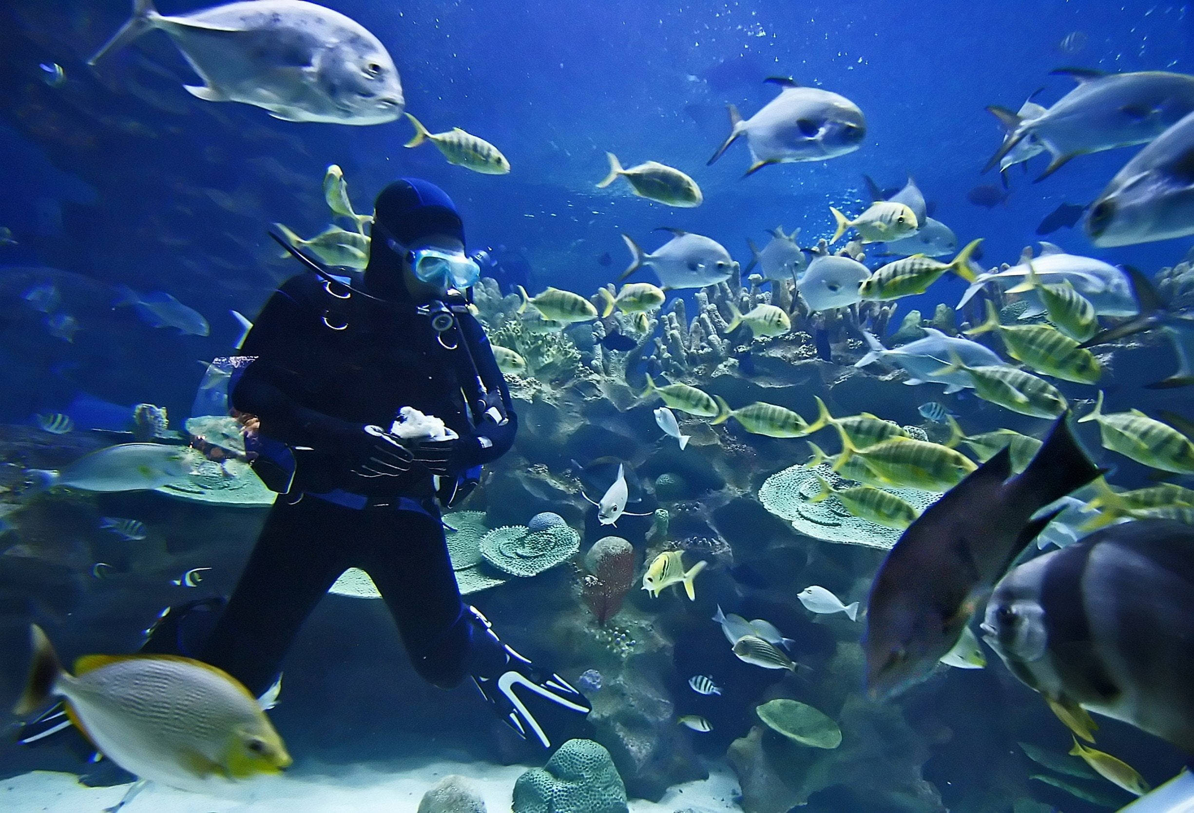 diving 桌布 壁紙 — 一名身穿黑色裝備的水肺潛水員在色彩繽紛的珊瑚和魚群中跪在水下，背景是充滿活力的藍色海洋場景。