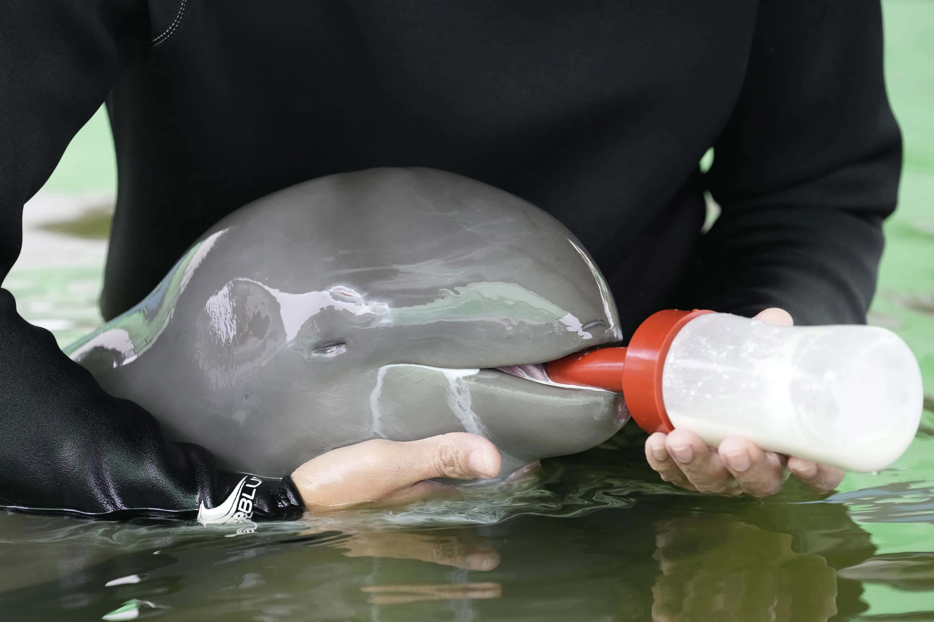 海豚 桌布 壁紙 — 一名飼養員在淺水中抱著年幼的海豚，用奶瓶輕輕地餵食。