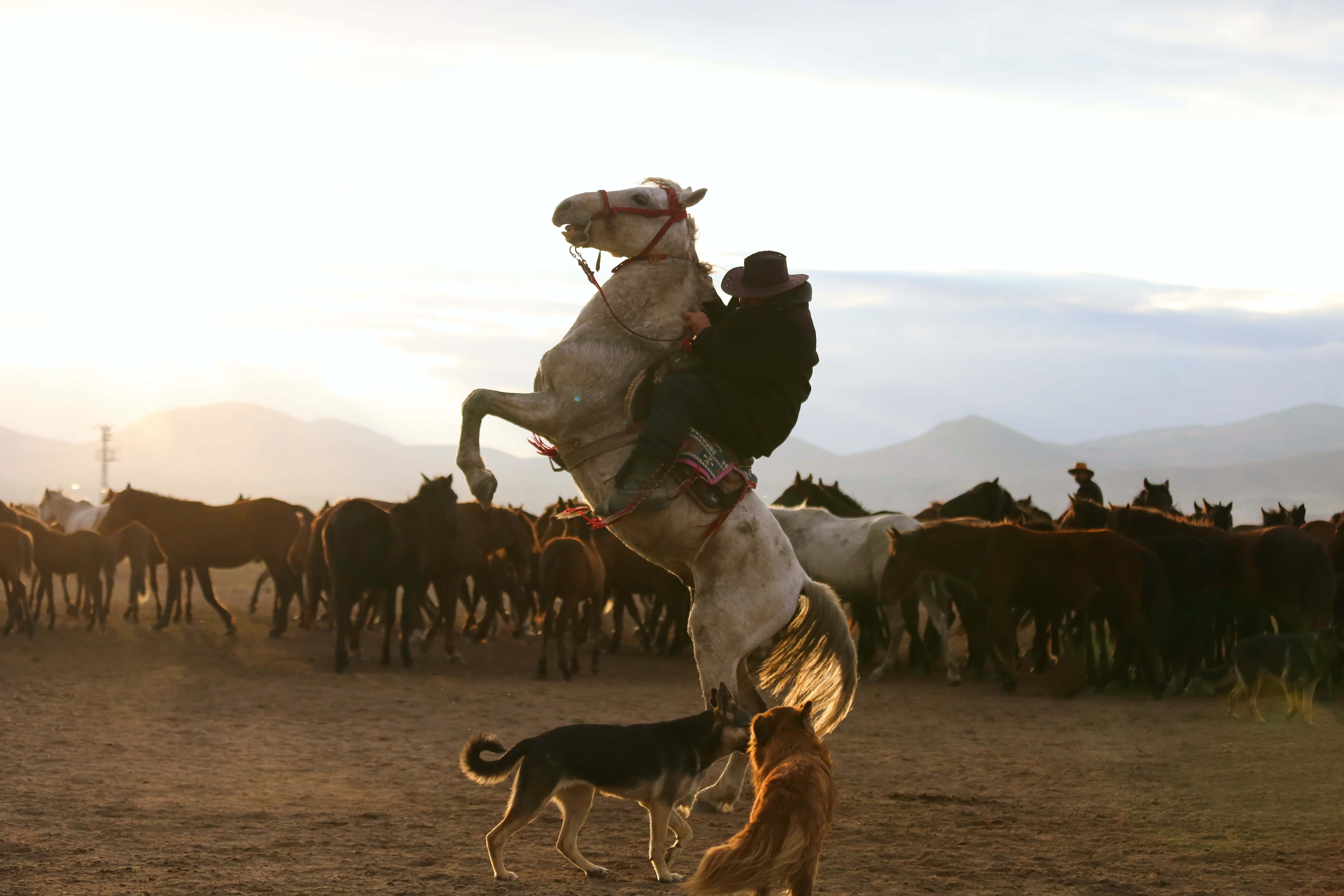Beautiful Horses 桌布 壁紙 — 一名騎士緊抓著一匹直立的白馬，兩隻狗在下方觀看，背景是夕陽下吃草的馬匹和遠山。