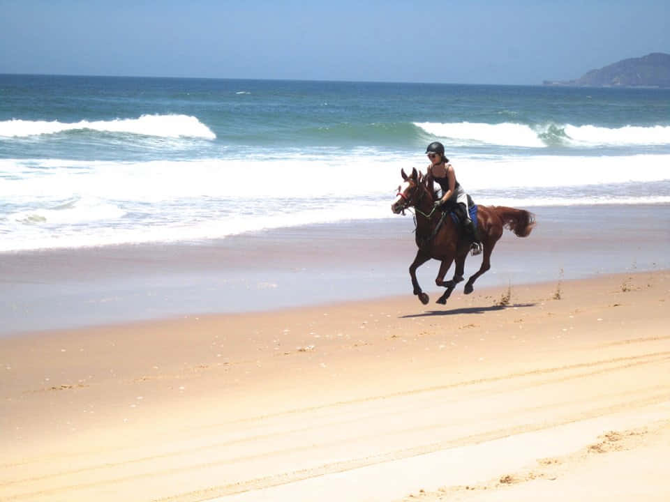 Arabian Horse 桌布 壁紙 — 一名騎手騎著一匹棕色的馬沿著陽光明媚的海灘奔馳，身後有碧綠色的海浪拍打。