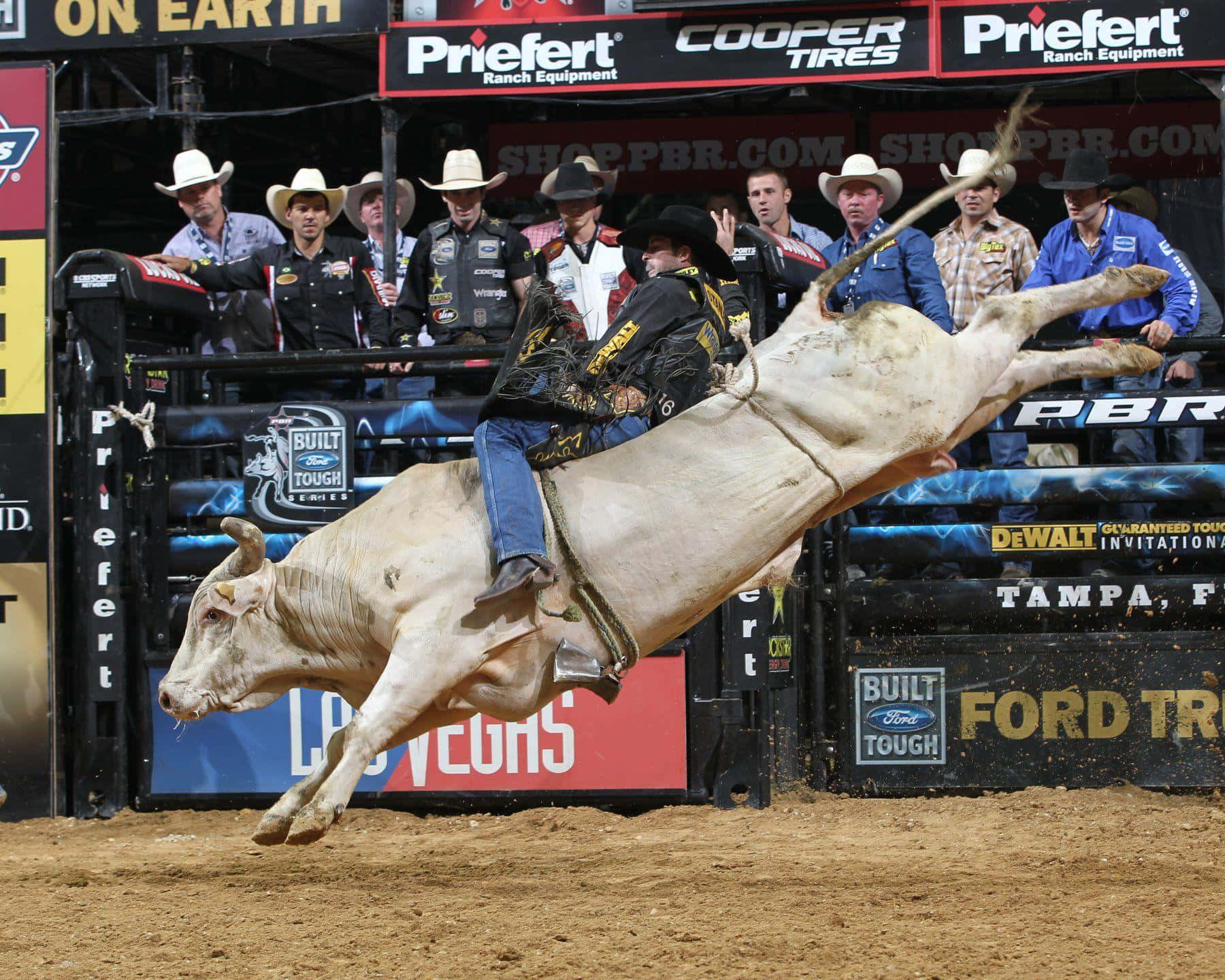 Bull Rider 桌布 壁紙 — 一名騎牛士在明亮的燈光下緊緊抓住，一頭強壯的白牛在牛仔競技場中猛烈地踢跳。
