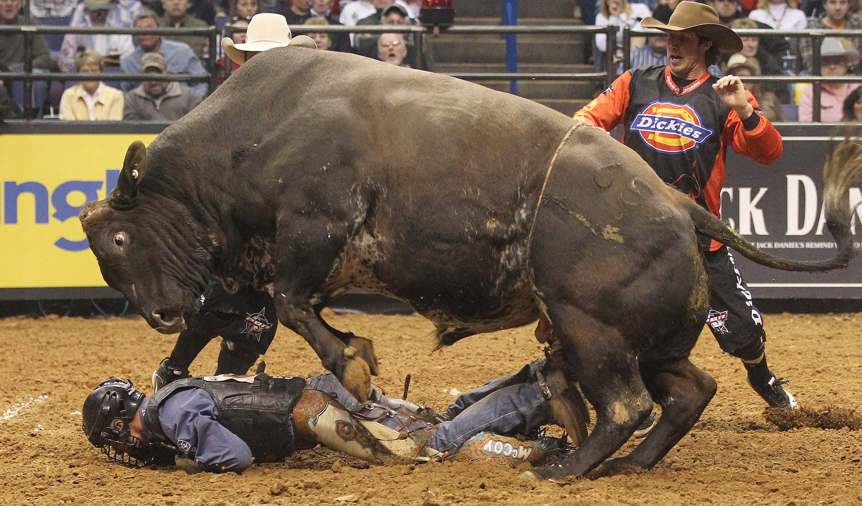 Bull Rider 桌布 壁紙 — 一名騎牛士在牛仔競技活動中被一頭暴跳的公牛甩下，一名牛仔小丑衝進來分散動物的注意力。