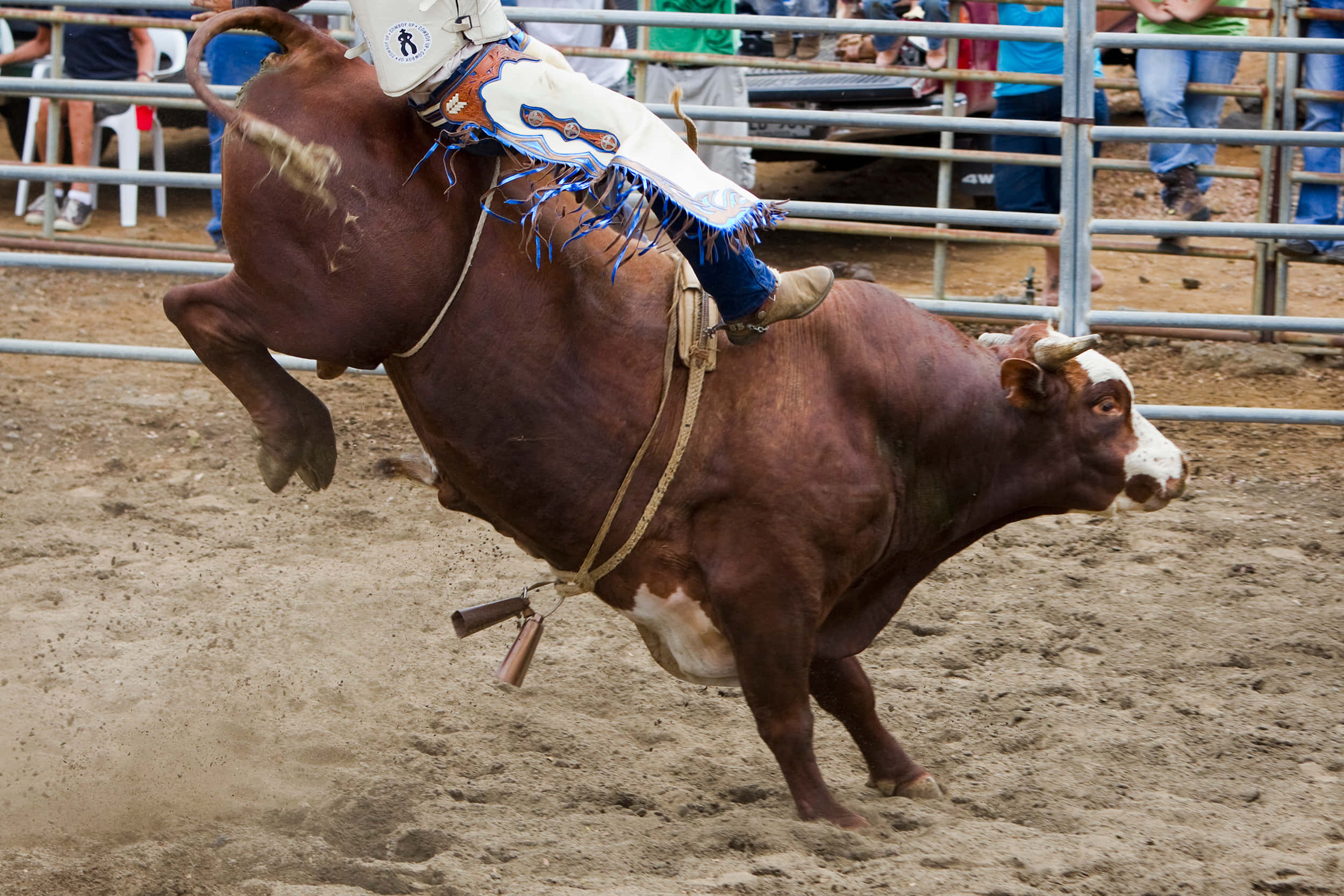 Bull Riding 桌布 壁紙 — 一名騎牛士緊抓著一頭在塵土飛揚的牛仔競技場中狂跳的棕色公牛，觀眾在金屬欄杆後面。