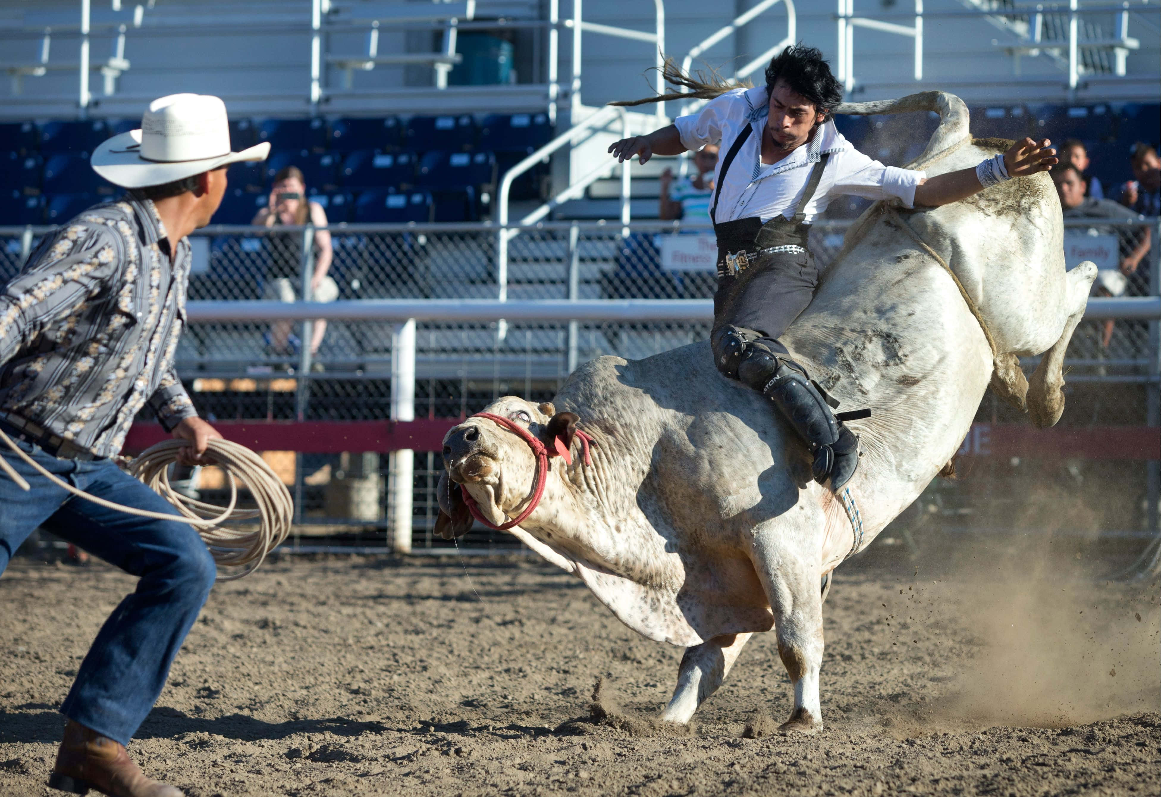 Bull Riding 桌布 壁紙 — 一名騎牛士緊抓著一頭正在猛跳的白牛，而一名牛仔小丑準備在塵土飛揚的競技場中介入。