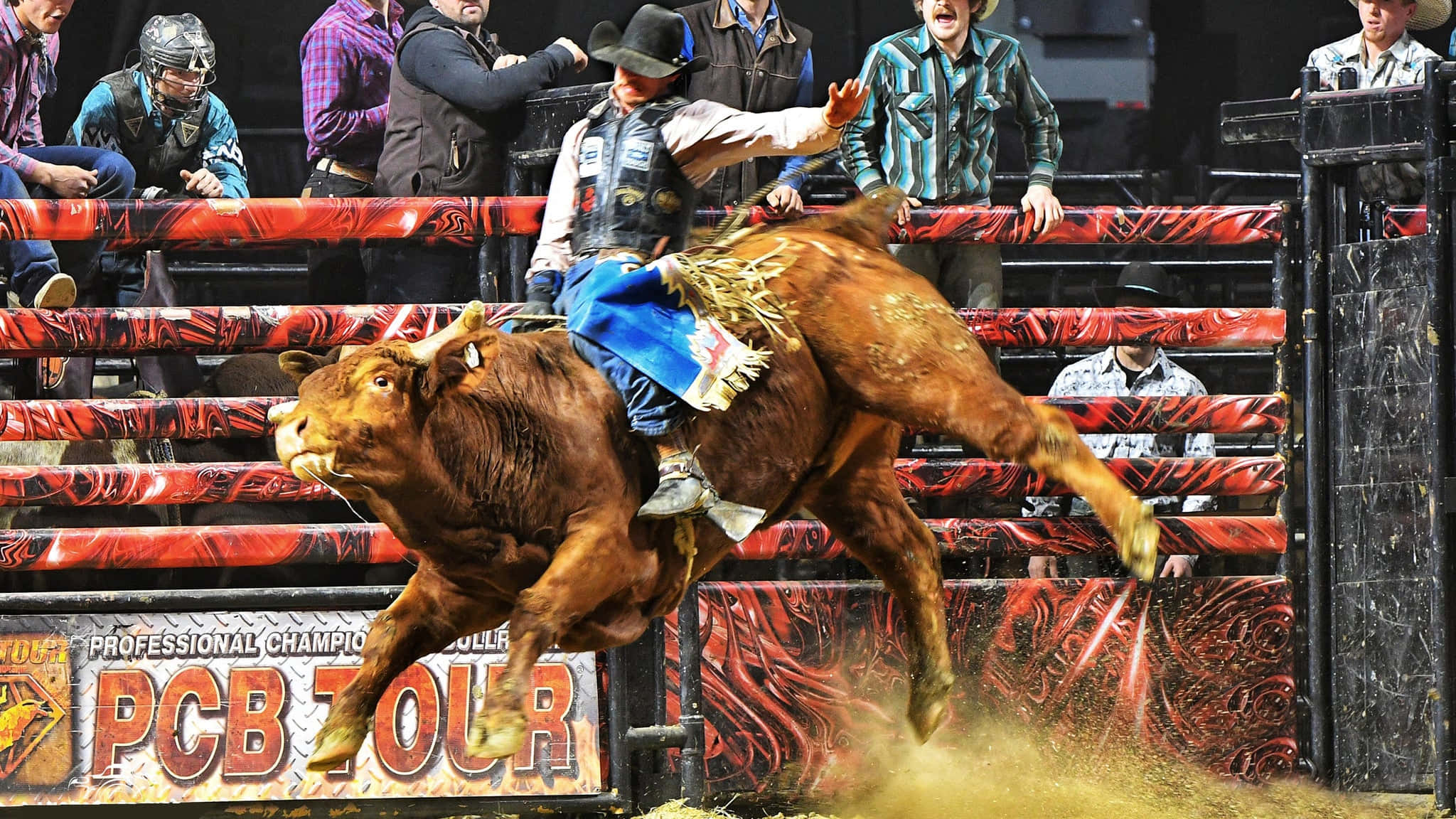 Bull Riding 桌布 壁紙 — 一名騎牛士緊緊抓住一頭正在跳躍的棕色公牛，公牛在牛仔競技場中狂奔，觀眾們專注地觀看。