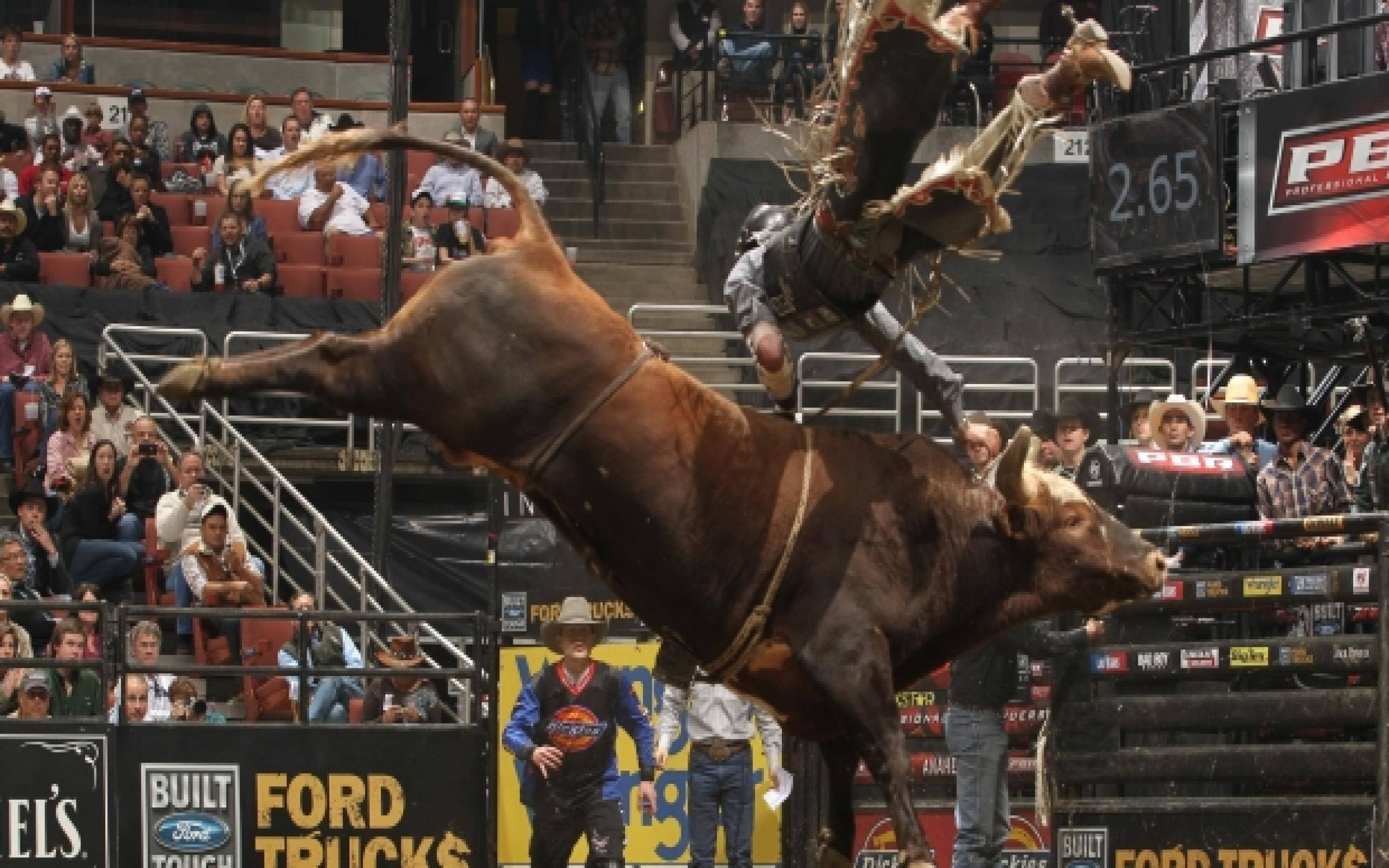 Bull Riding 桌布 壁紙 — 一名騎牛士被拋到空中，一頭強壯的棕色公牛在牛仔競技場上猛烈地弓背跳躍，觀眾在旁觀看。