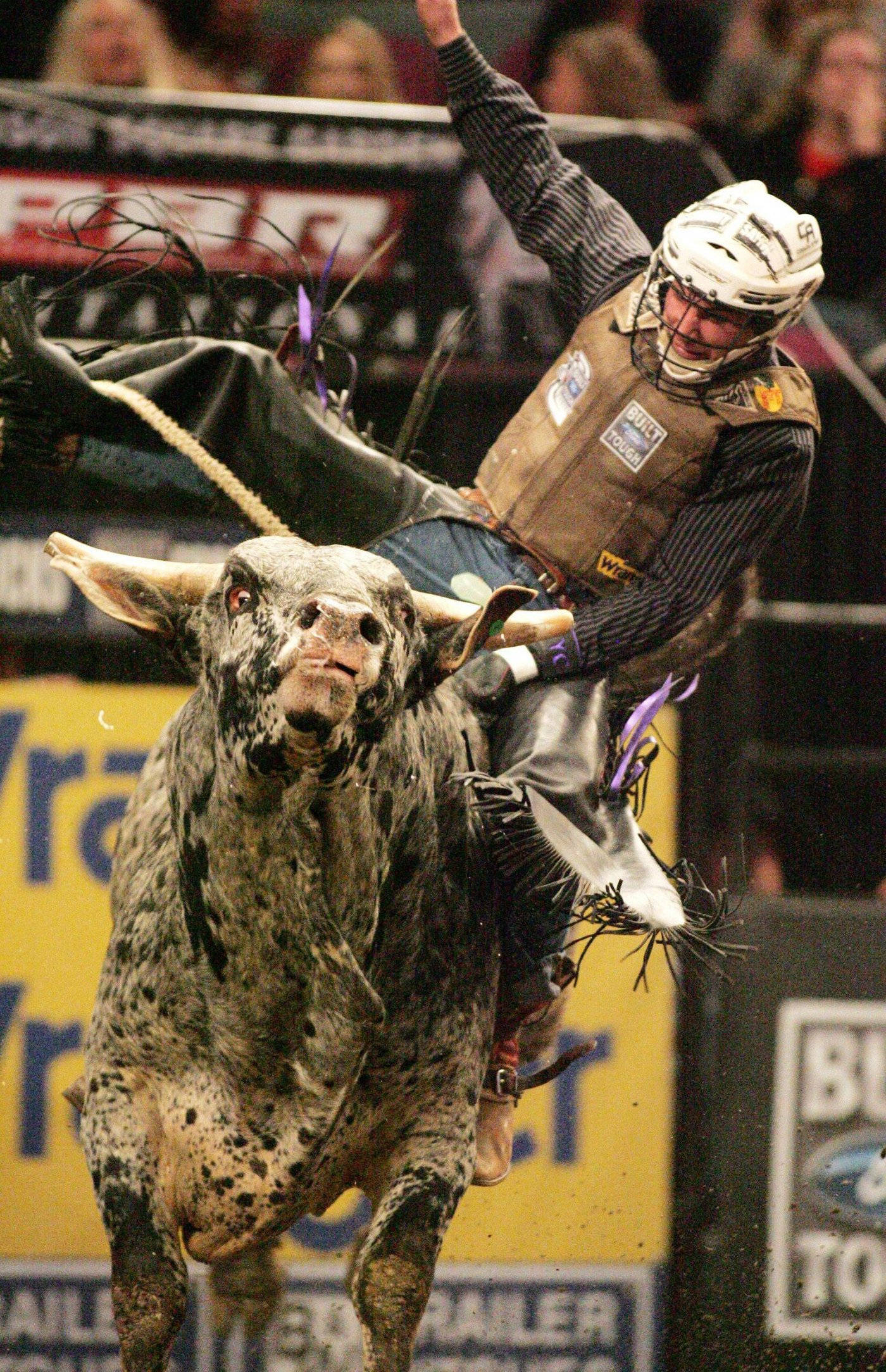 Bull Riding 桌布 壁紙 — 一名騎牛選手在競技場燈光下緊抓著一頭斑點公牛，背景有觀眾。