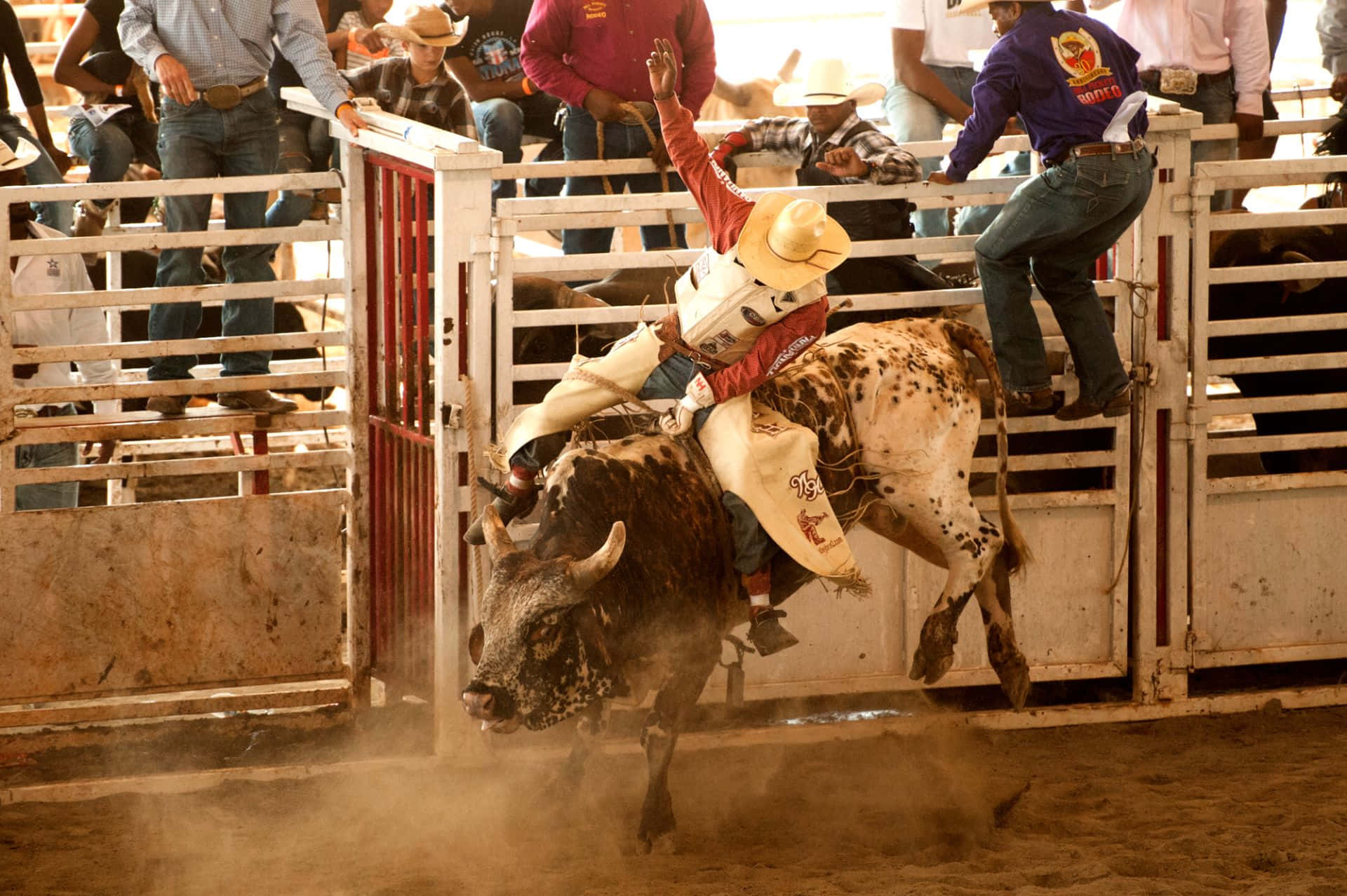Bull Riding 桌布 壁紙 — 一名騎牛選手緊抓著一頭正在狂跳的斑點公牛，而牛仔小丑和觀眾則在圍欄後觀看。