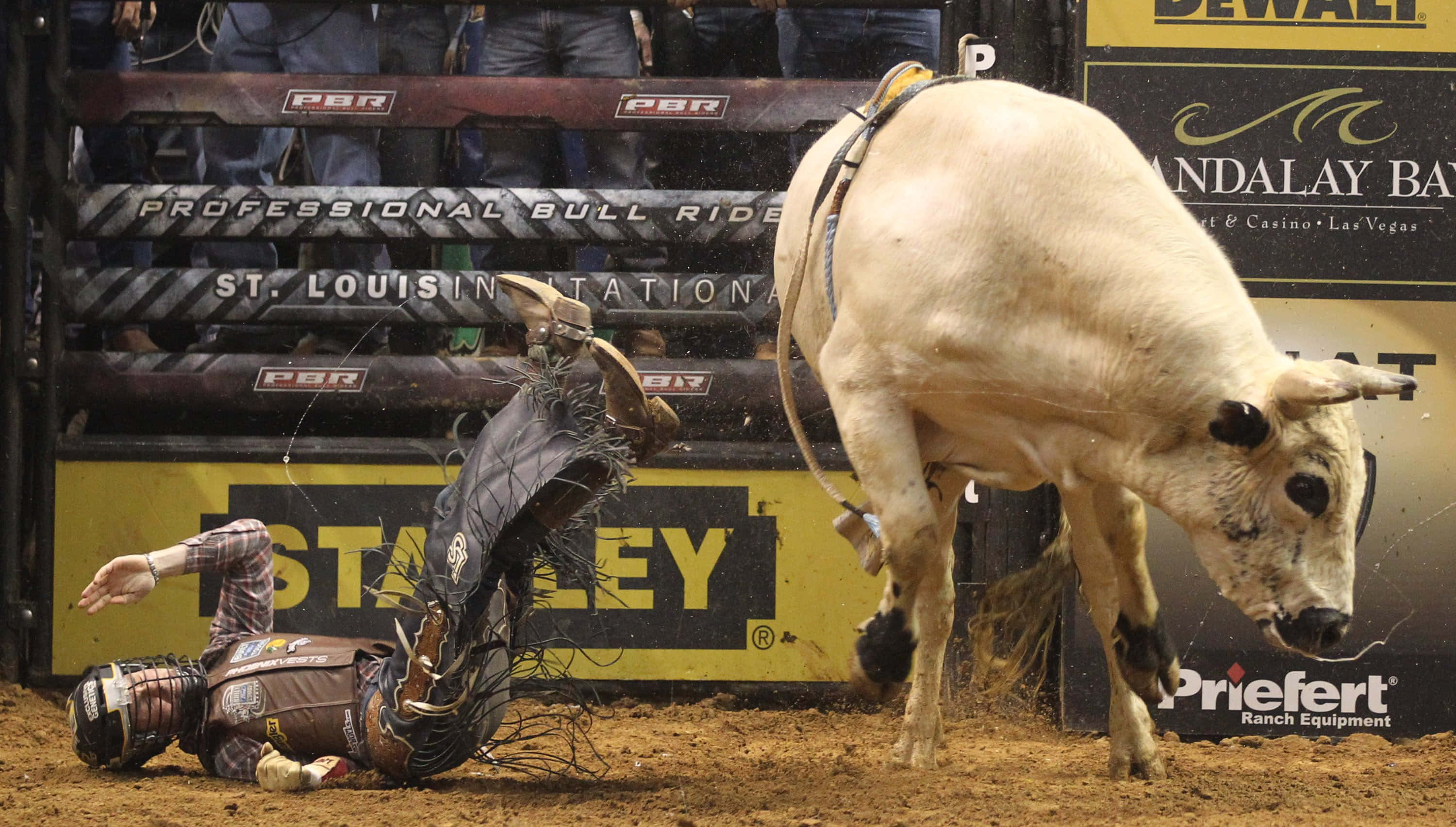 Bull Rider 桌布 壁紙 — 一名鬥牛騎士在塵土飛揚的競技場上，於職業牛仔競技比賽中被一頭狂野的公牛甩下。