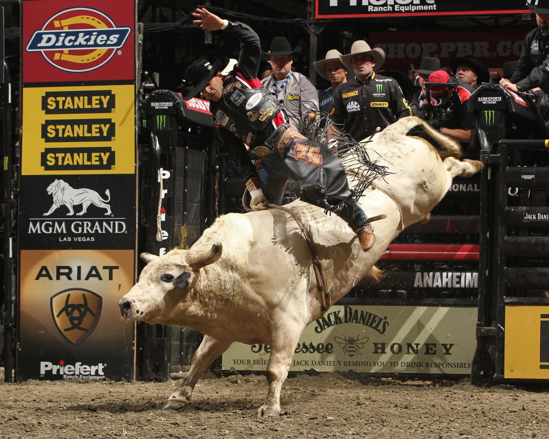 Bull Rider 桌布 壁紙 — 一名鬥牛騎士緊貼著一頭在牛仔競技場中猛跳的白牛，場內有觀眾和贊助商橫幅。