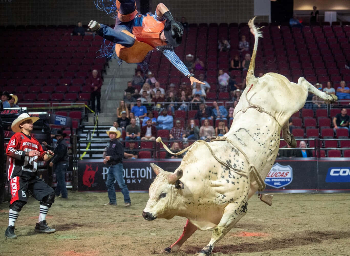 Bull Riding 桌布 壁紙 — 一名鬥牛騎士被拋到空中，而一頭強壯的斑點公牛在牛仔競技場上猛烈地弓背跳躍，觀眾正在觀看。
