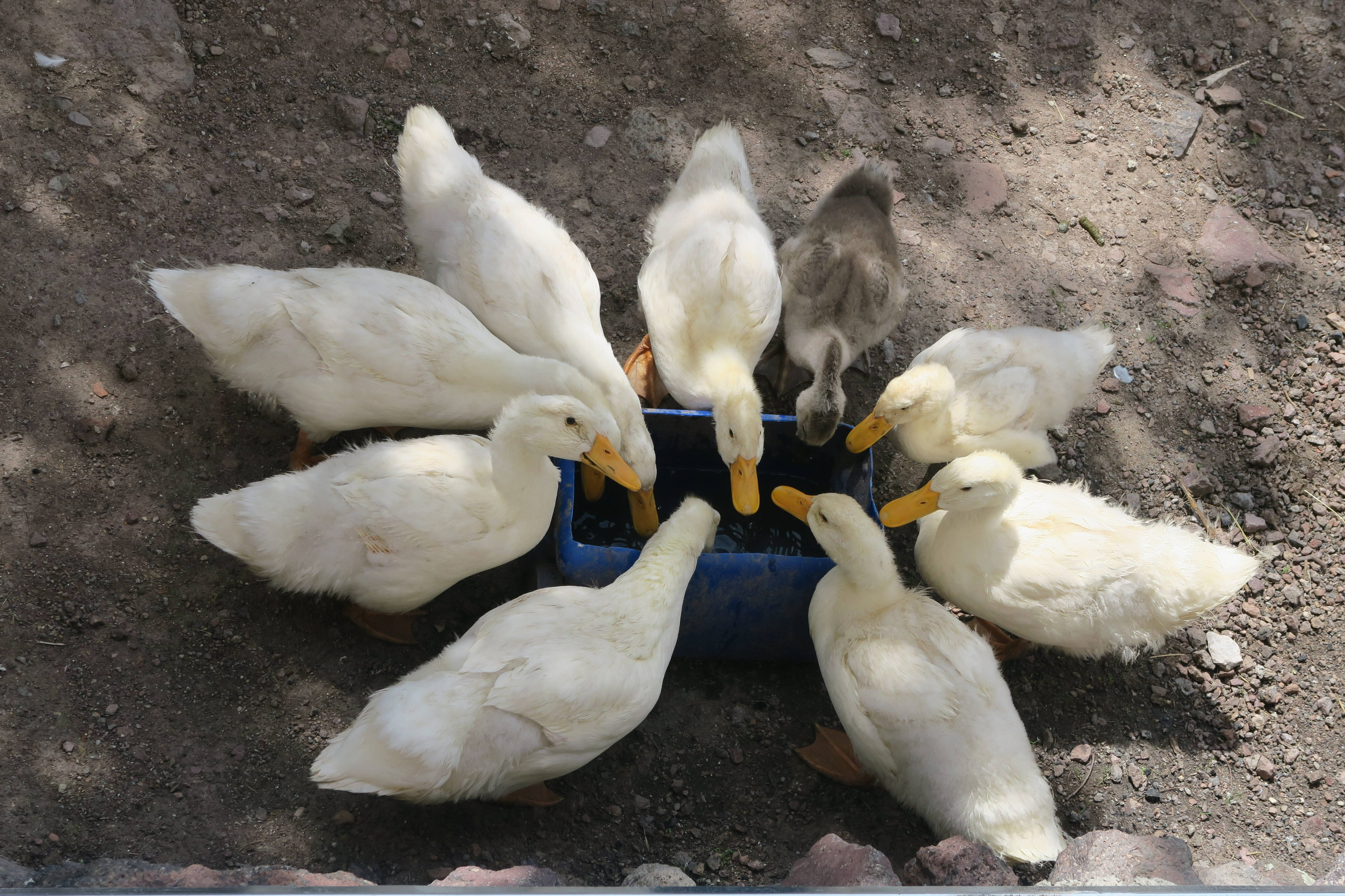White Duck 桌布 壁紙 — 一圈毛茸茸的白鴨和一隻灰色小鴨聚集在陽光照射的泥土地上的一個藍色飼料槽周圍。