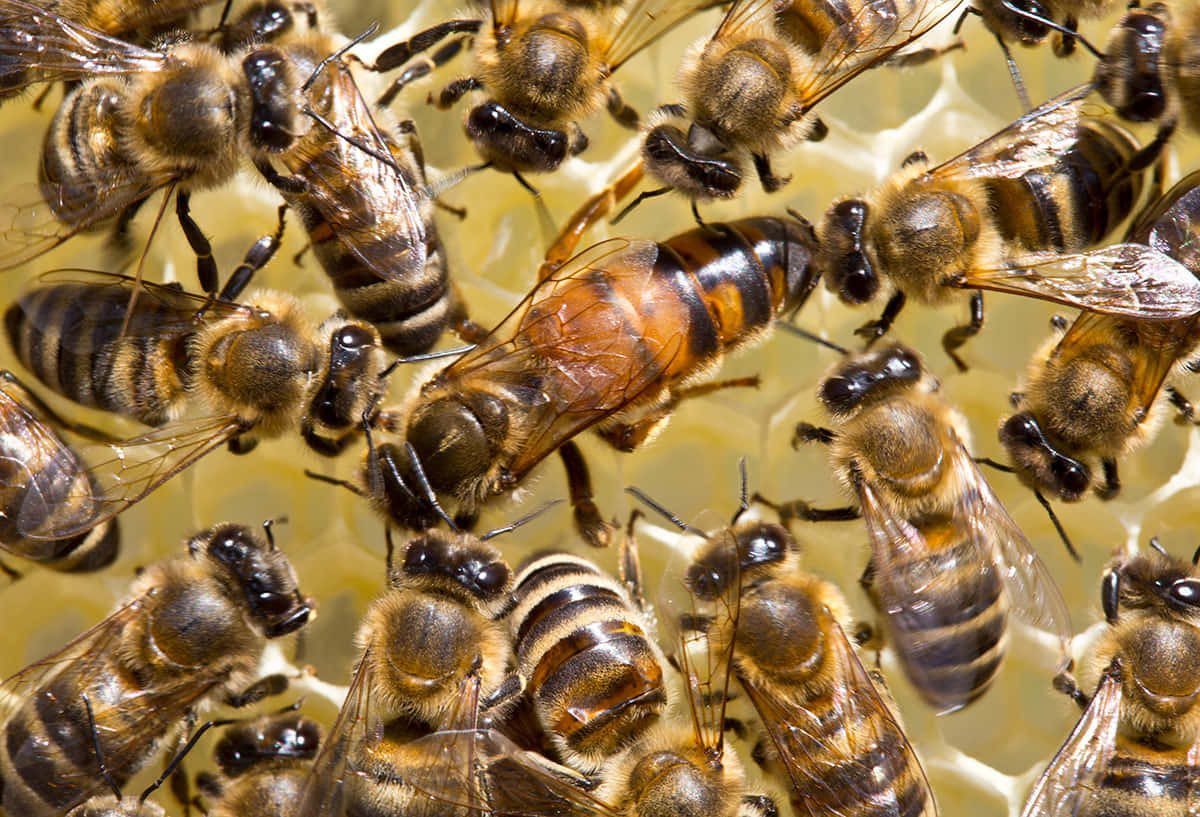 Queen Bee 桌布 壁紙 — 一團密集的蜜蜂，帶有毛茸茸的棕色和黑色條紋身體，在金色的蜂巢表面活躍移動。