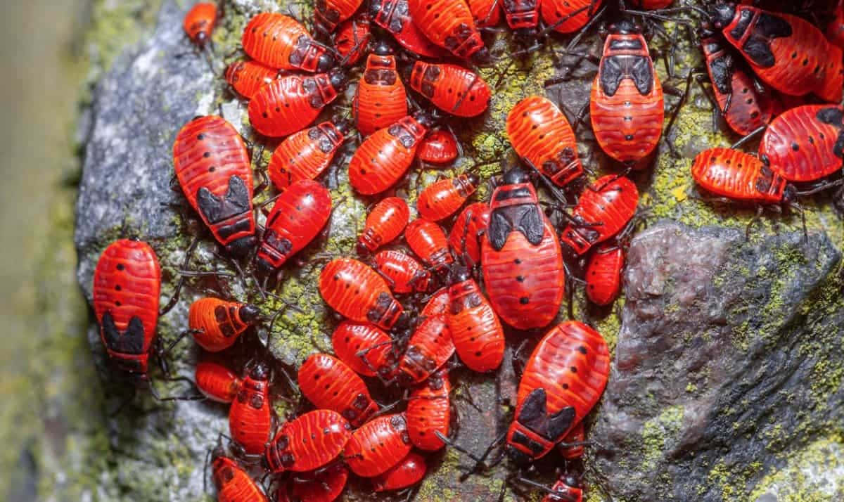 bug 桌布 壁紙 — 一團密集的鮮紅色火蟲，帶有黑色斑紋，緊貼在長滿苔蘚的灰色岩石表面。