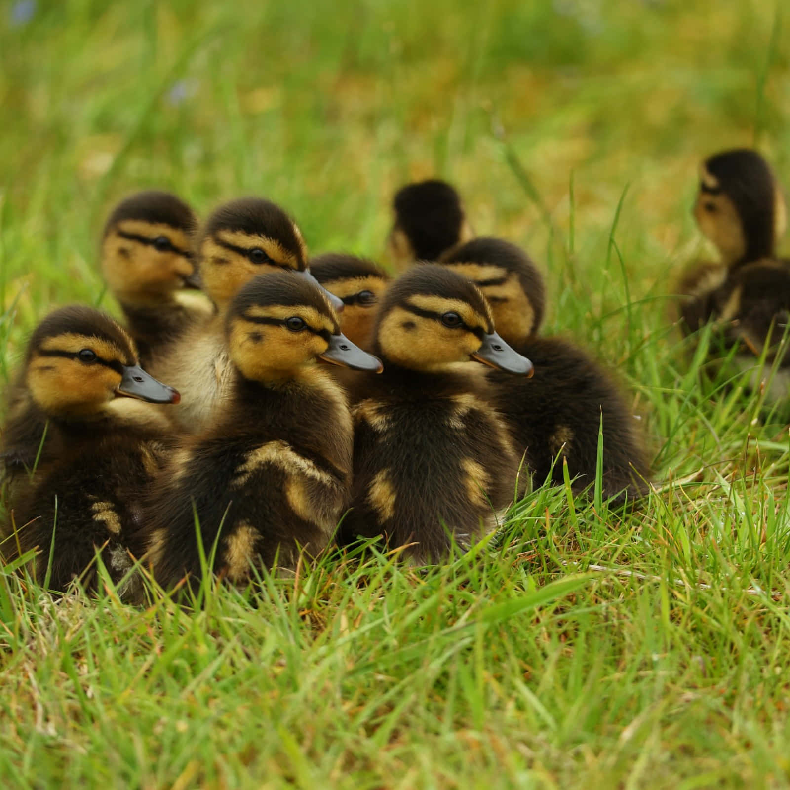 Baby Duck 桌布 壁紙 — 一團毛茸茸的小鴨，有棕色和黃色的羽毛，擠在充滿活力的綠色草地上。