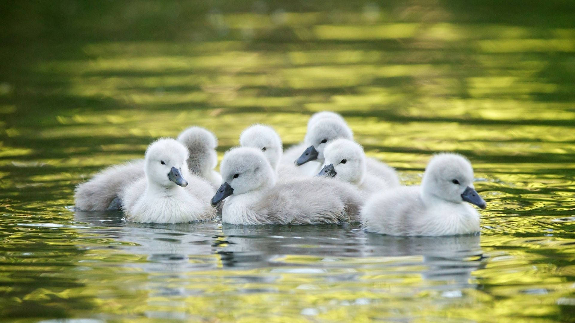 Baby Duck 桌布 壁紙 — 一團毛茸茸的灰色小天鵝在陽光斑駁的綠色池塘上平靜地漂浮，周圍漣漪閃爍。