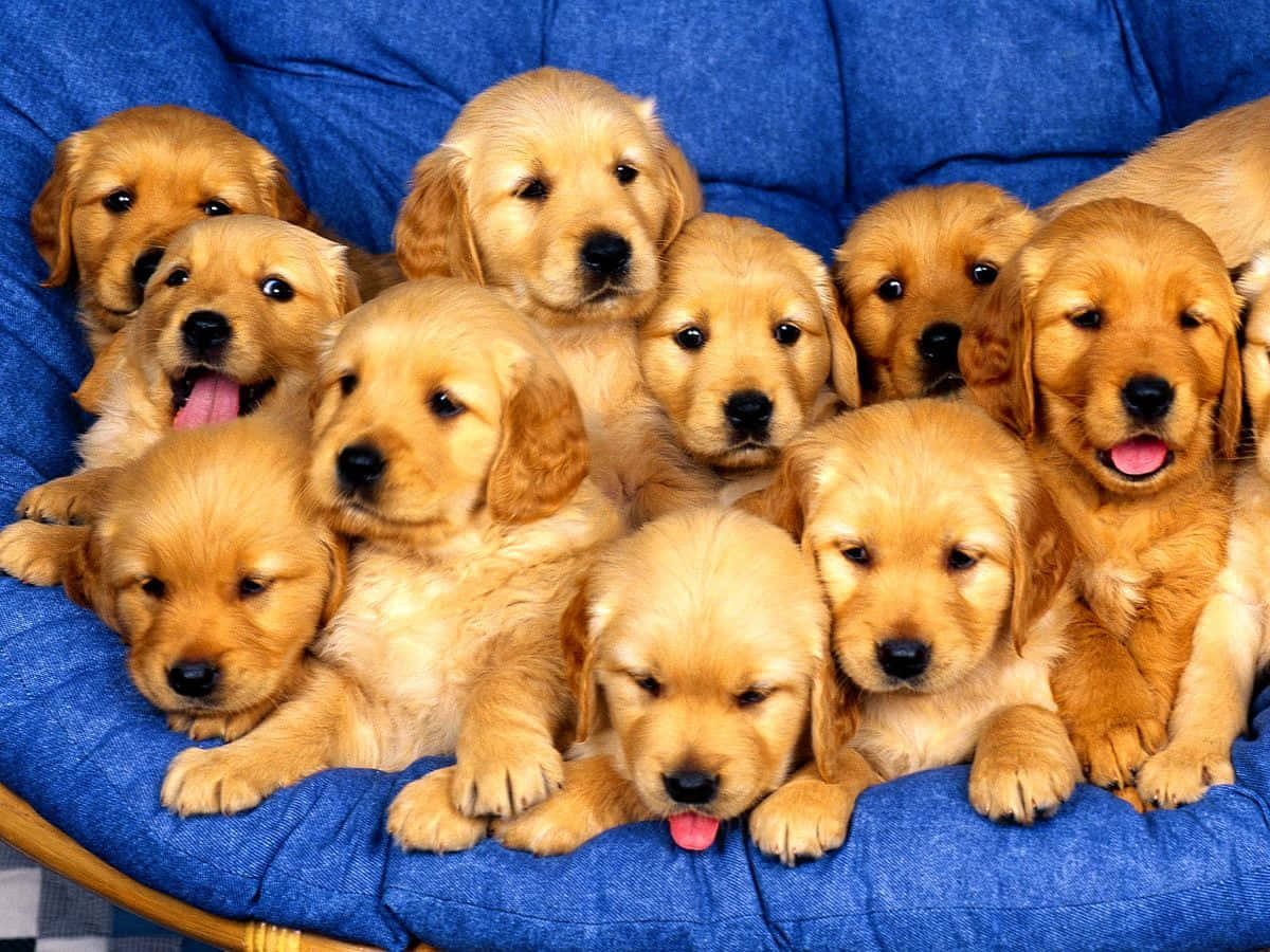 Puppies 桌布 壁紙 — 一團毛茸茸的金毛尋回犬幼犬，眼睛明亮，舌頭粉紅，堆疊在藍色軟墊椅子上。