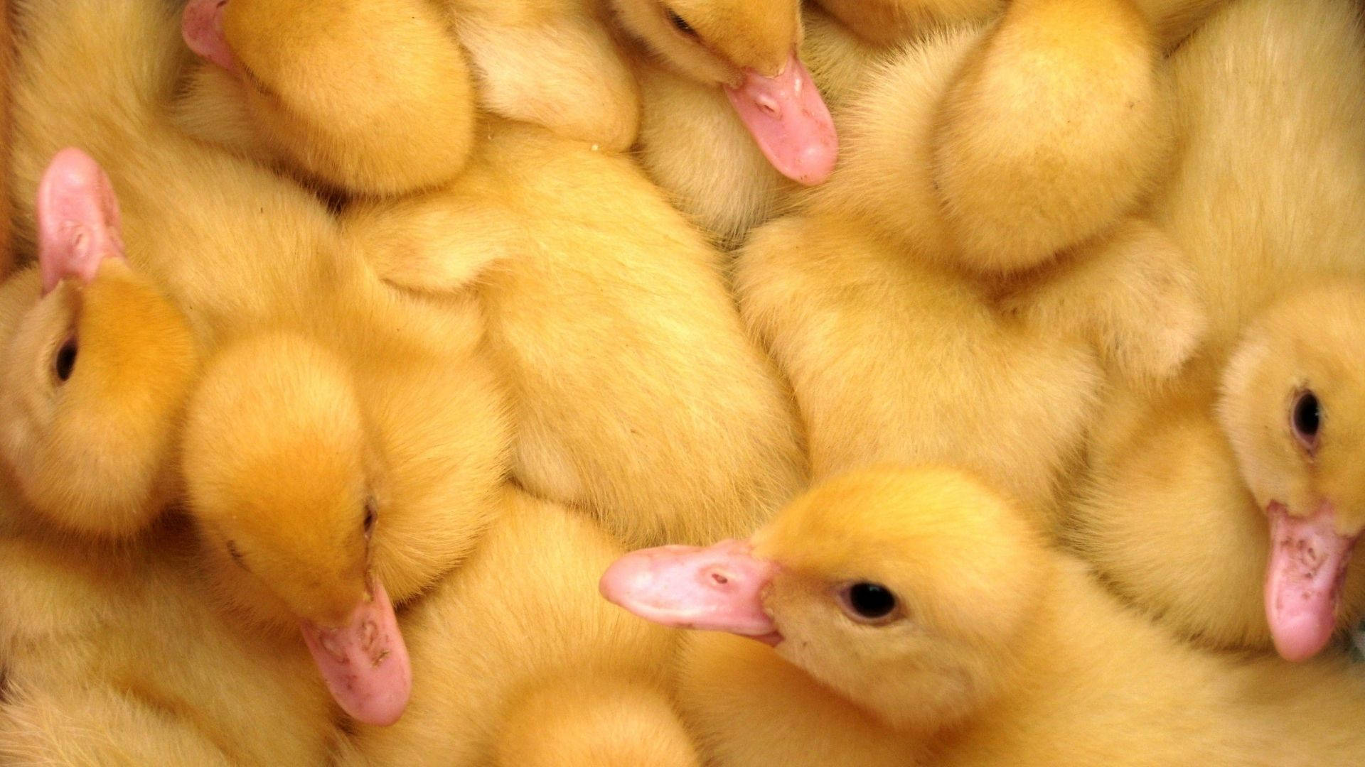 Baby Duck 桌布 壁紙 — 一團毛茸茸的黃色小鴨擠在一起，粉紅色的喙和柔軟的絨毛。