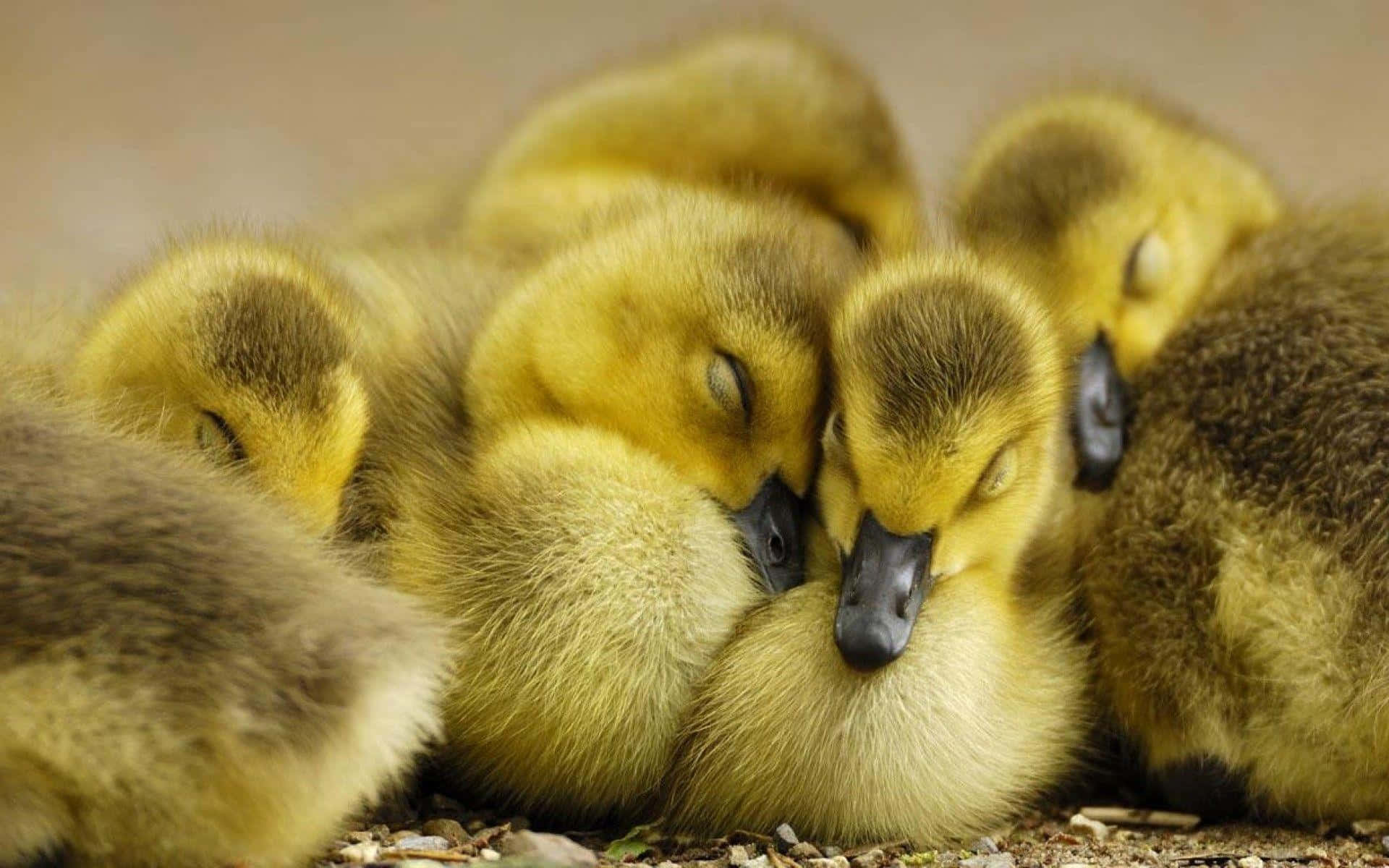 Cute Duck 桌布 壁紙 — 一團毛茸茸的黃色小鵝在泥土和鵝卵石床上一起睡覺，溫馨舒適。