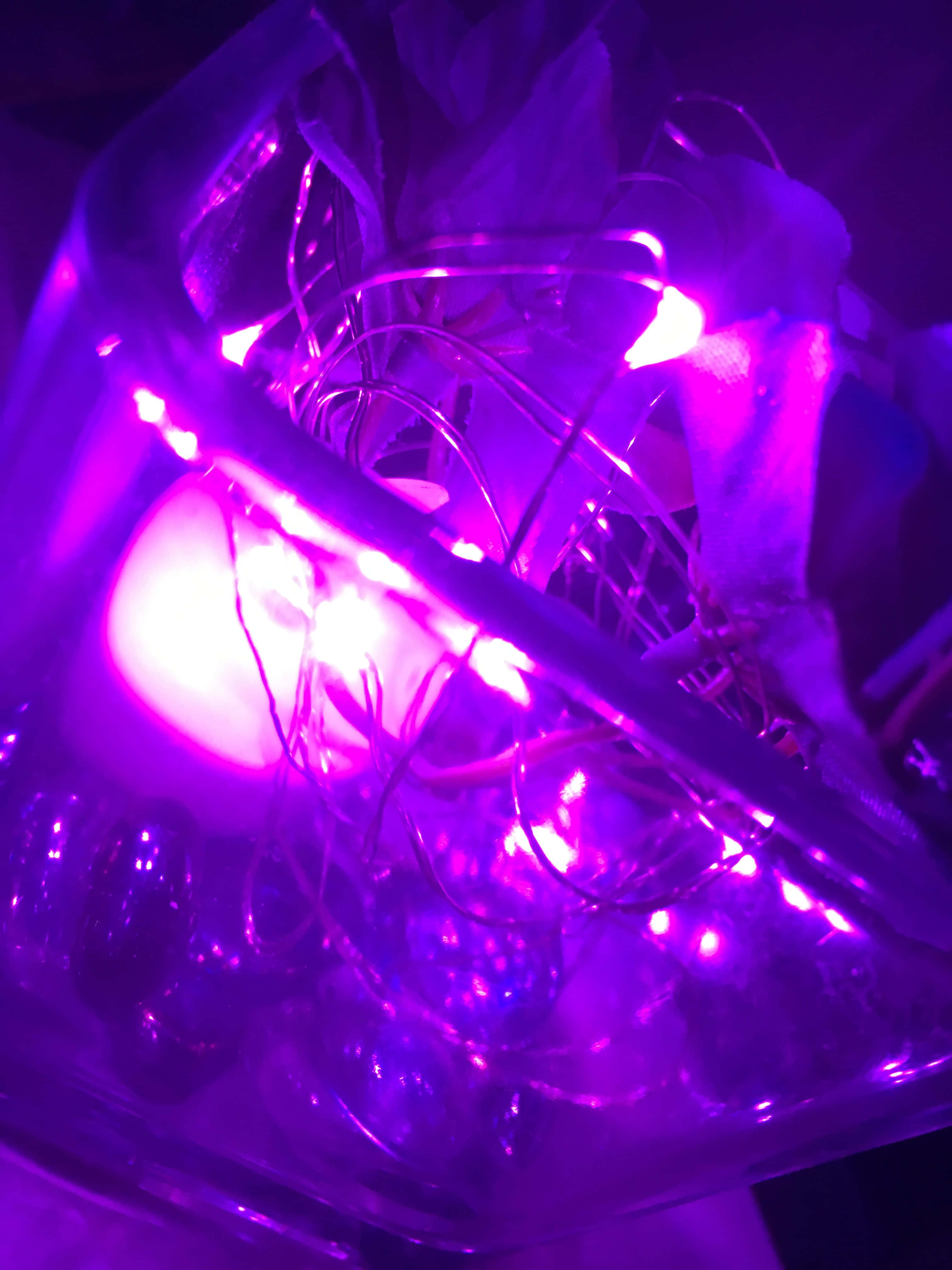 紫色美學 桌布 壁紙 — 一團發光的紫色 fairy lights 纏繞在透明玻璃容器內，投射出鮮豔的反射。