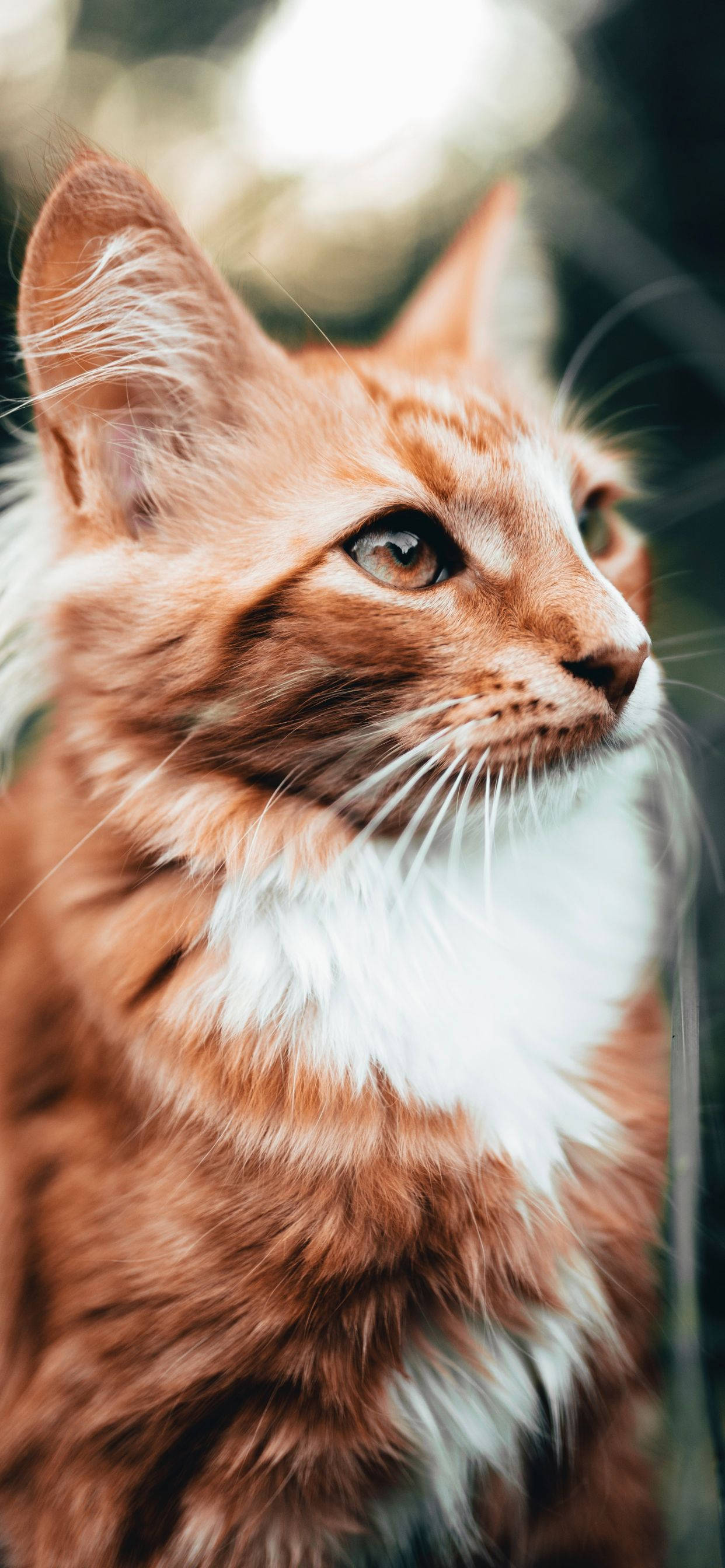 動物 桌布 壁紙 — 一團蓬鬆的薑黃色和白色貓咪特寫，明亮的眼睛若有所思地向上凝視，背景柔和模糊。