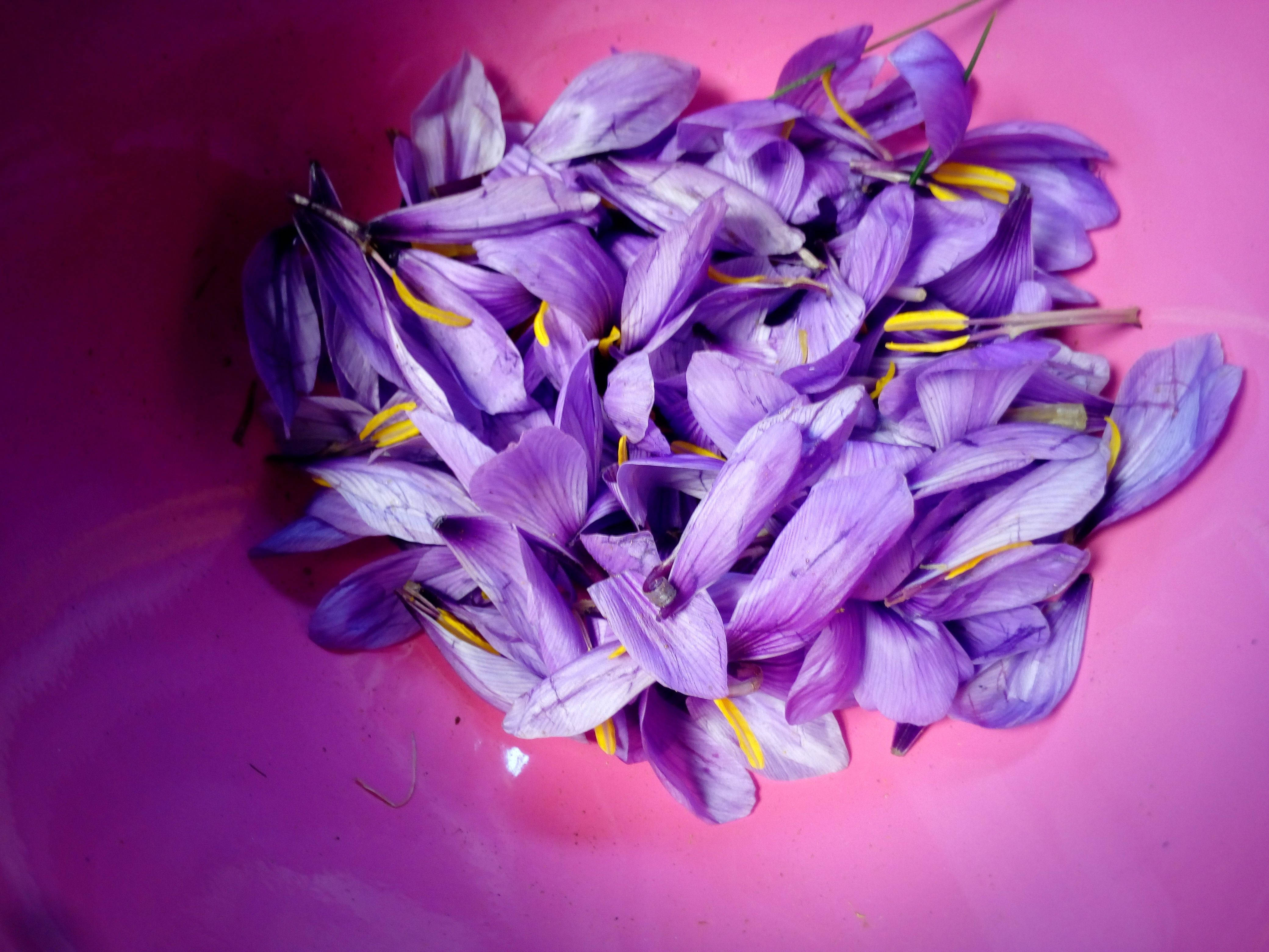 Saffron 桌布 壁紙 — 一堆充滿活力的紫色番紅花，帶有黃色柱頭，放在一個有光澤的粉紅色碗中。