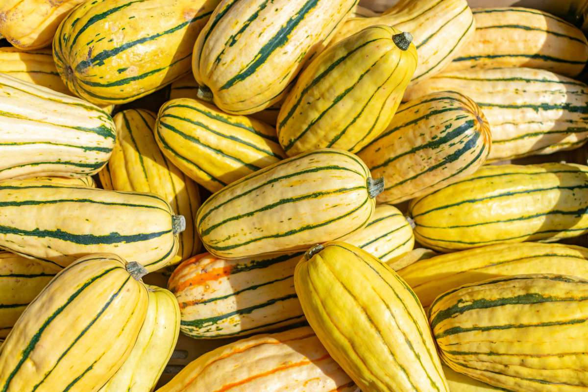 Fruits And Vegetables 桌布 壁紙 — 一堆充滿活力的黃色條紋 delicata 南瓜，沐浴在明亮的陽光下，帶有自然陰影。