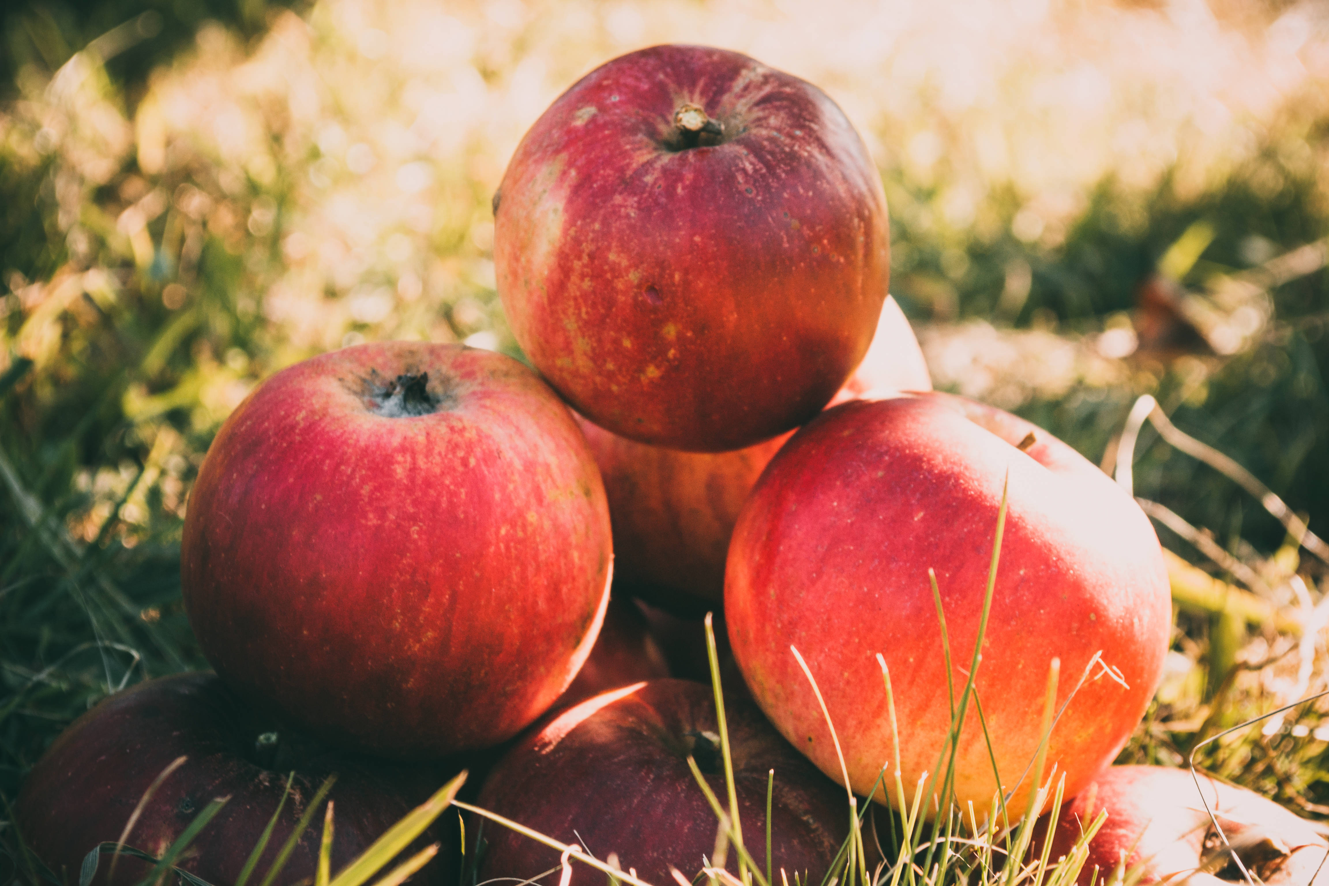 Fruits 桌布 壁紙 — 一堆光澤的紅蘋果放在陽光普照的綠色草地上，帶有溫暖的金色背光。