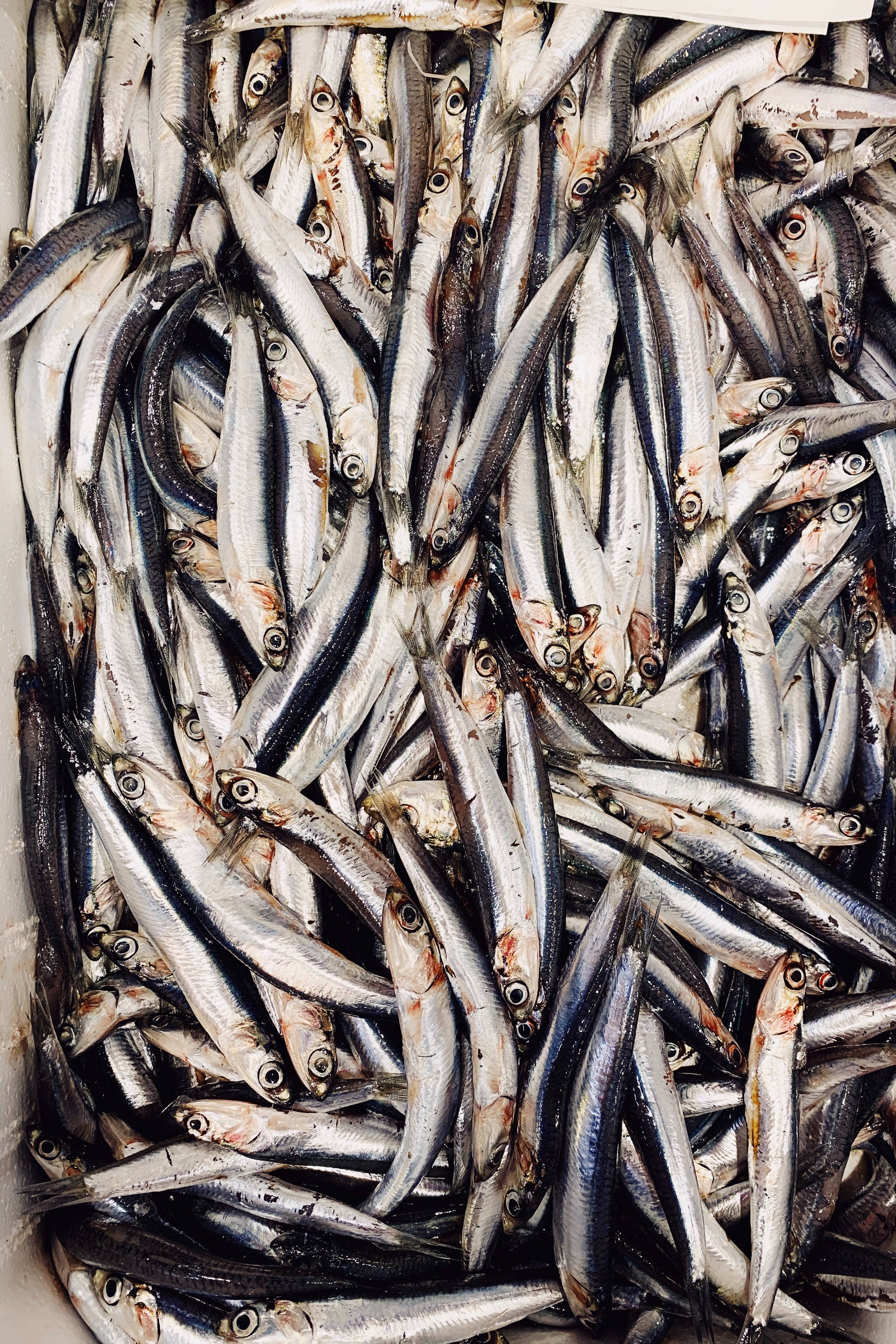 魚 桌布 壁紙 — 一堆剛捕獲的小銀魚，背部深色，眼睛很大，密集地填滿了畫面。
