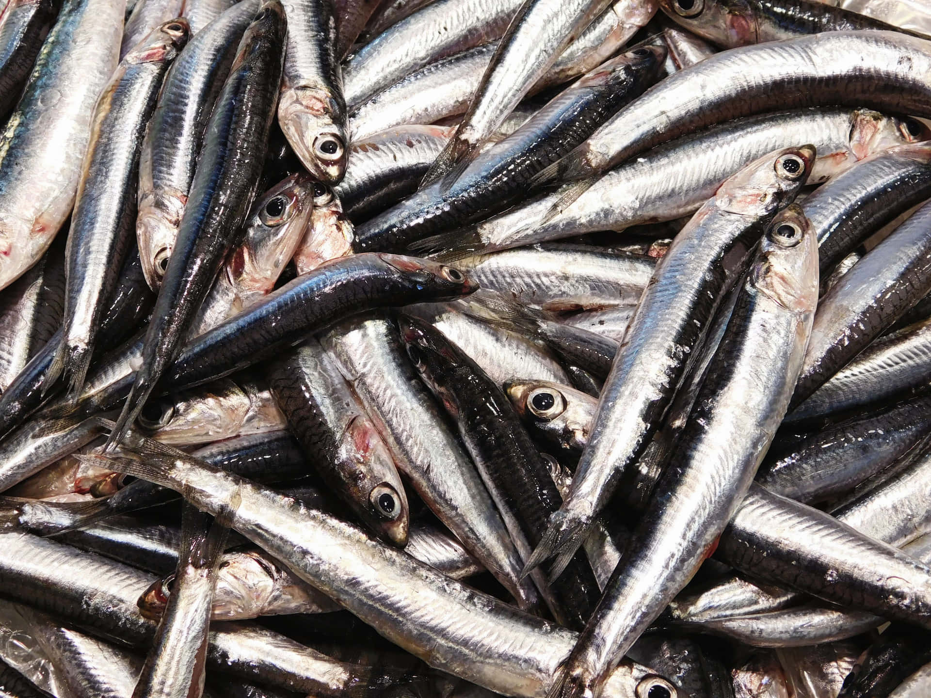 Fish 壁紙 — 一堆密集的小銀魚，背部深色，鱗片閃亮，充滿了畫面。
