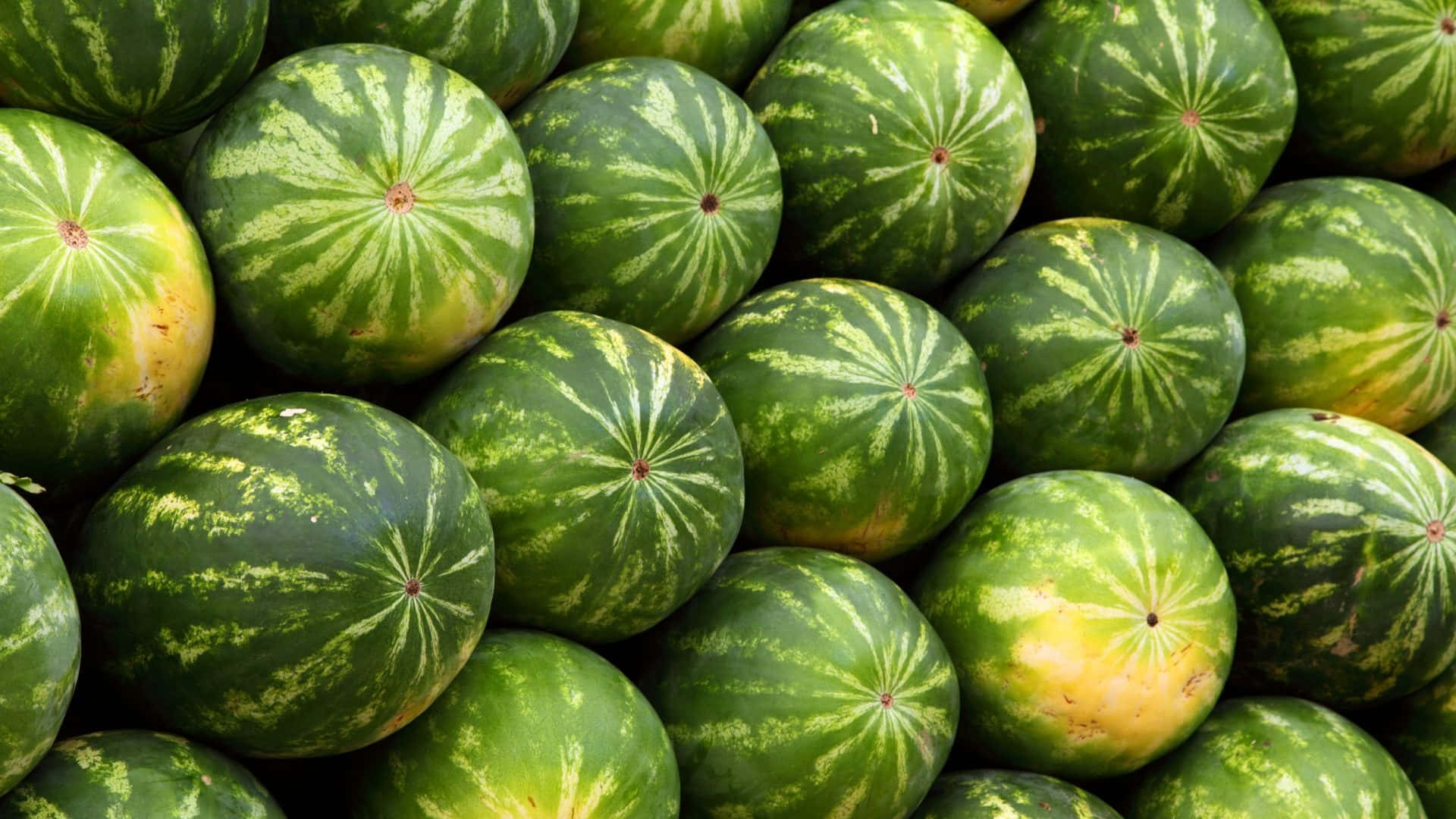 Watermelon 桌布 壁紙 — 一堆密集的成熟西瓜，帶有鮮綠色外皮和淡黃色斑點。