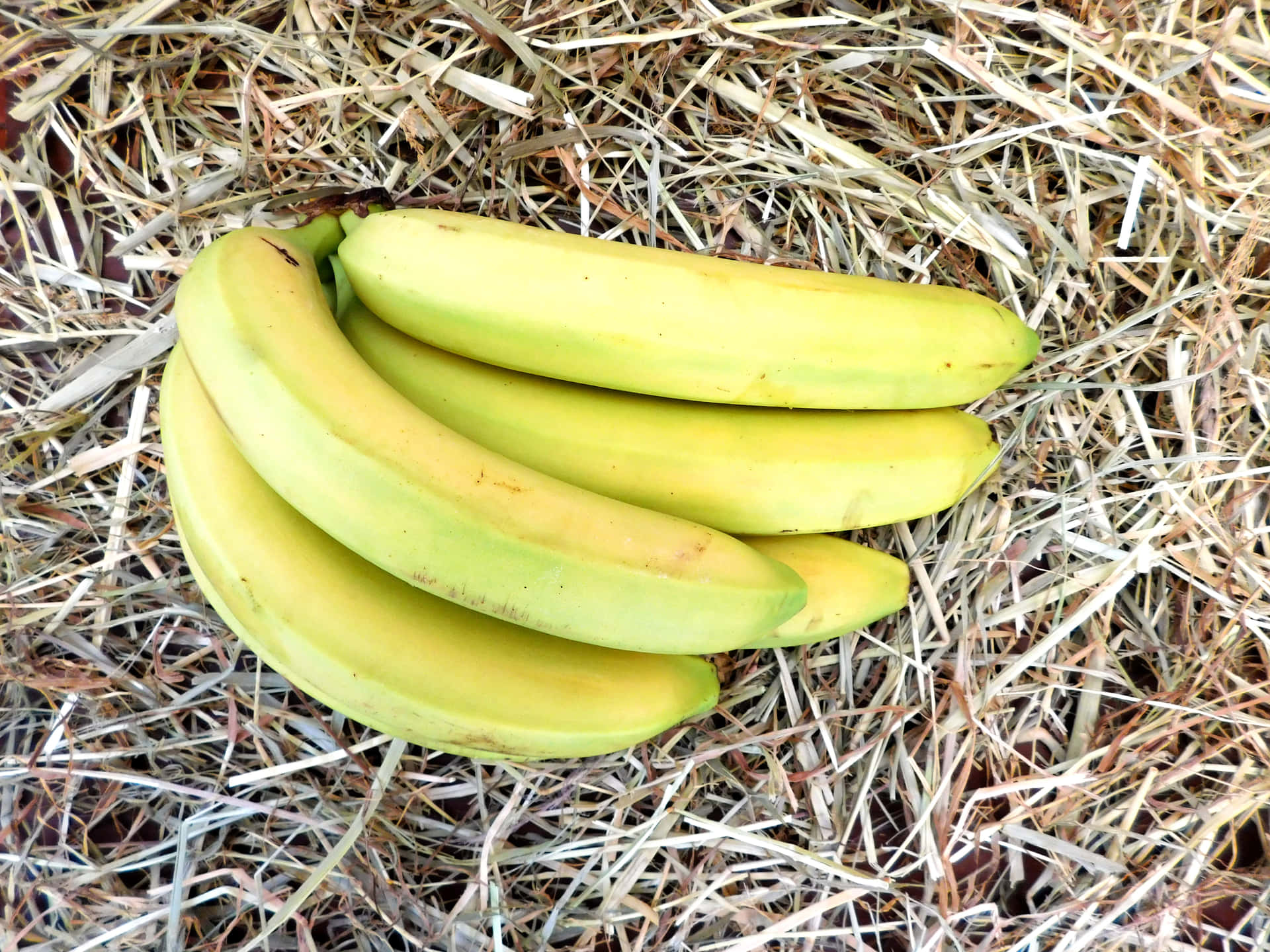 Bananas 壁紙 — 一堆成熟的黃色香蕉放在乾草床上，自然陽光凸顯它們的彎曲形狀。