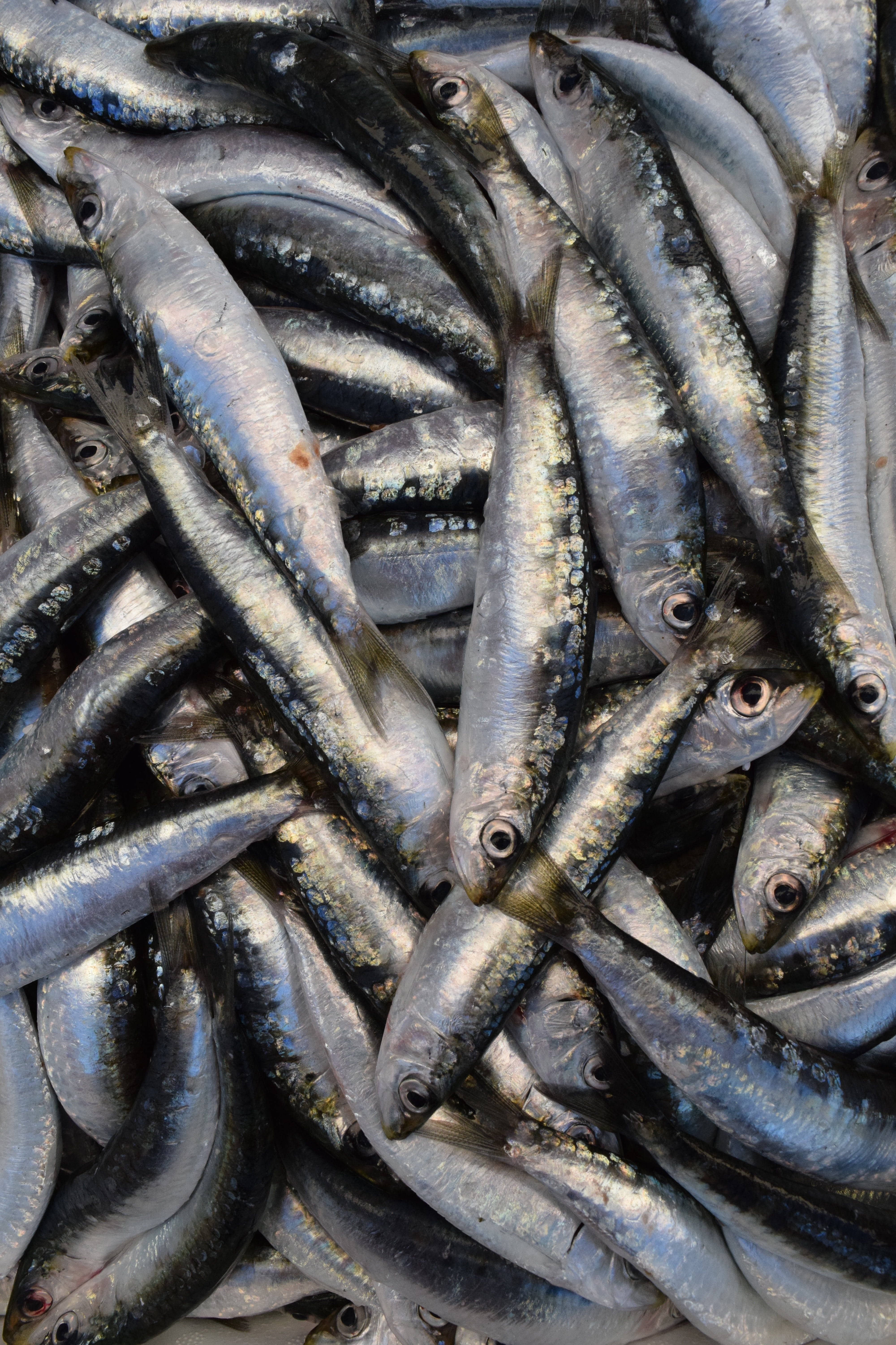 魚 桌布 壁紙 — 一堆新鮮沙丁魚，銀色魚鱗和深色魚背在明亮燈光下閃閃發光。
