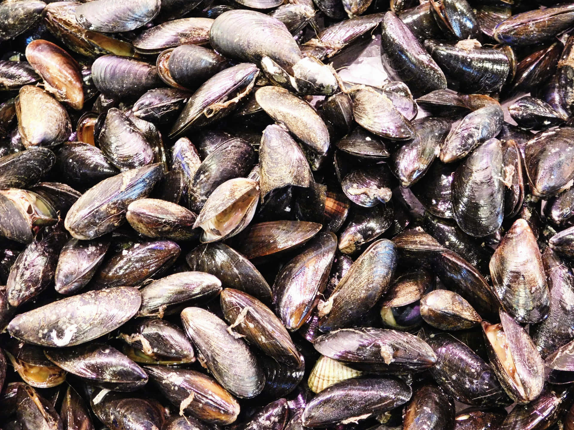 Mussels 壁紙 — 一堆新鮮的淡菜，帶有虹彩深色外殼，在明亮光線下閃閃發光。