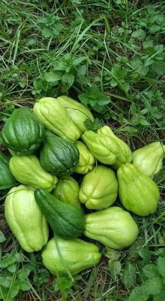 food iPhone 桌布 壁紙 — 一堆新鮮的綠色佛手瓜放在茂密的綠草和樹葉上。